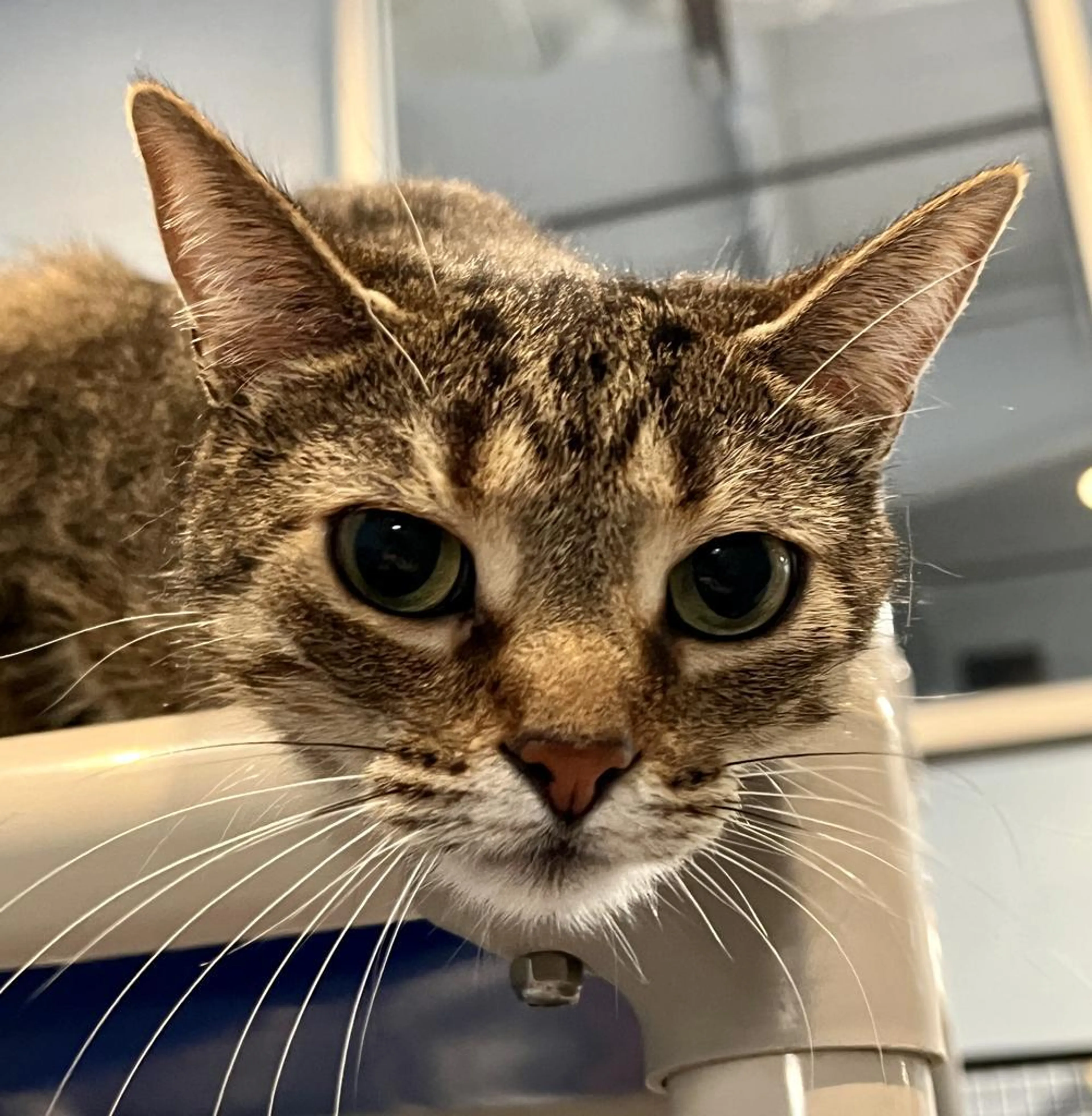 Found pet-2