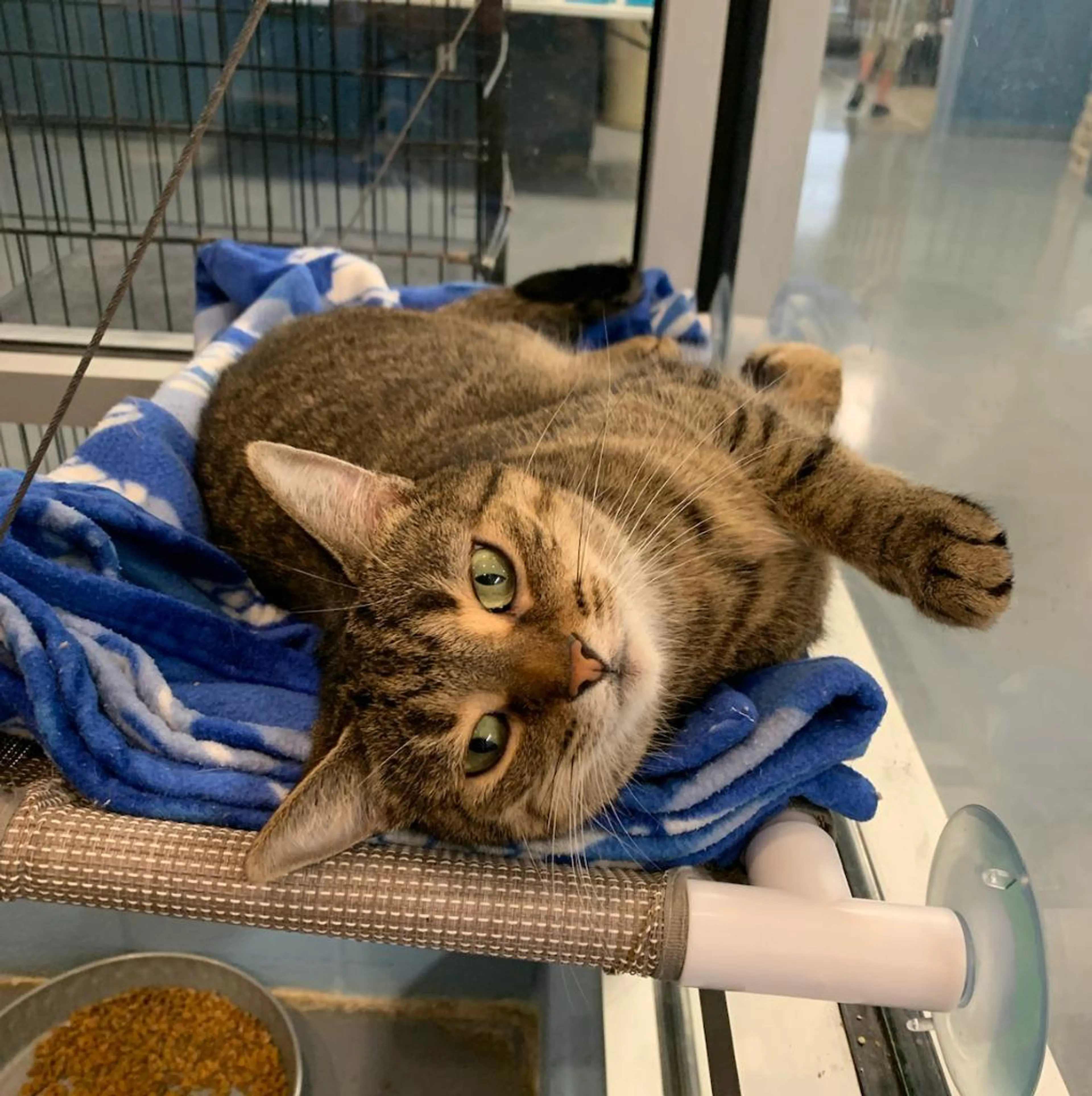Found pet-4