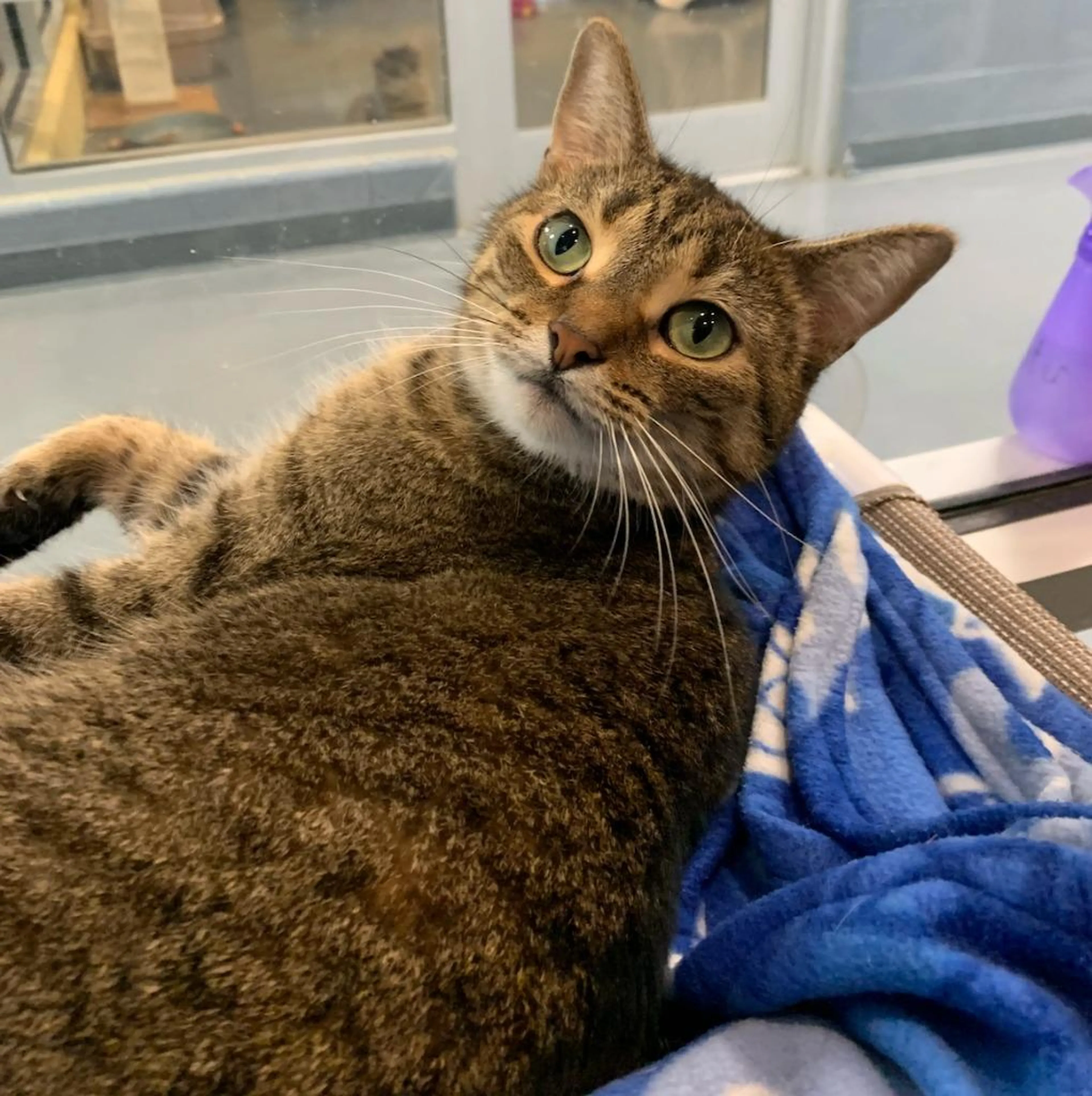 Found pet-3