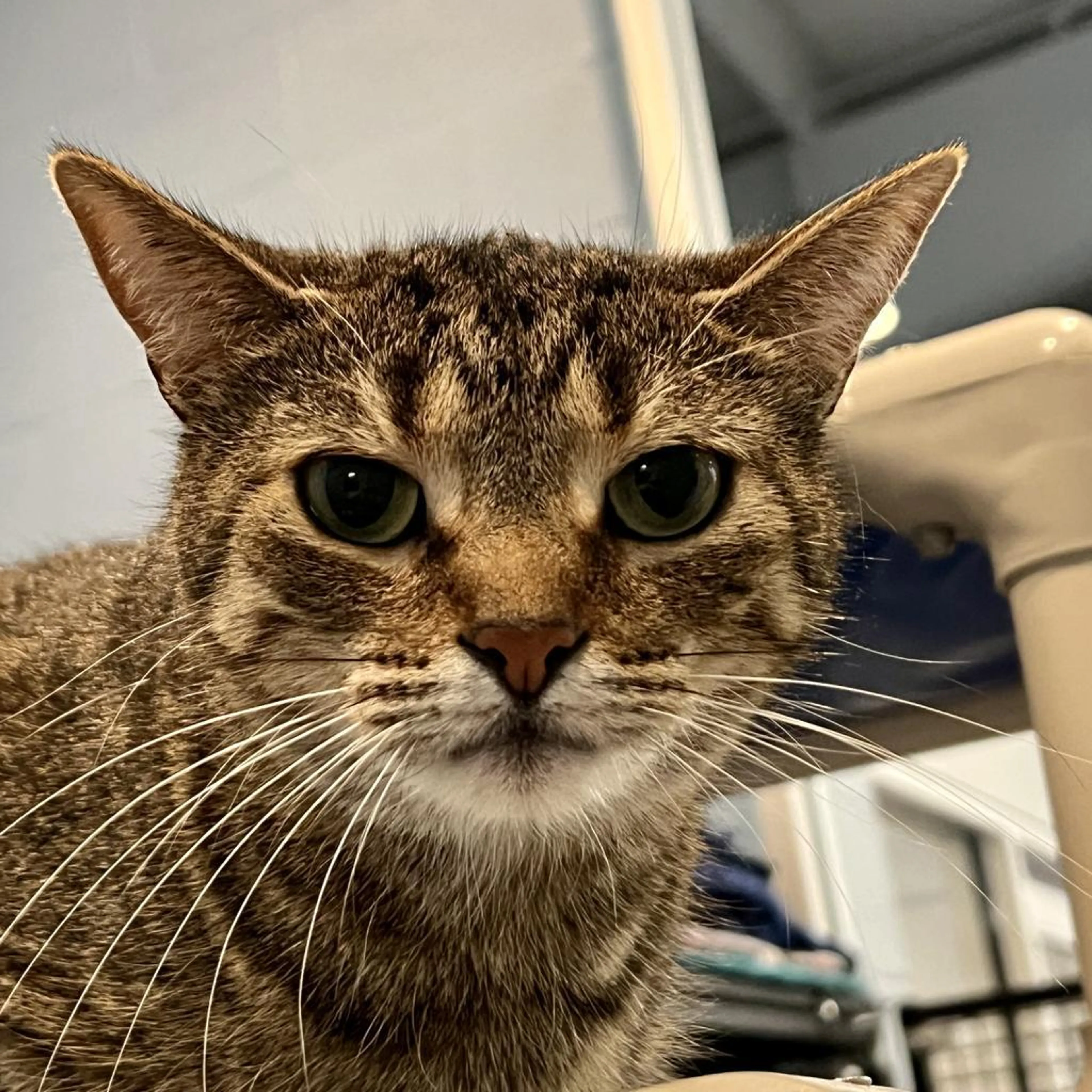 Found pet-0