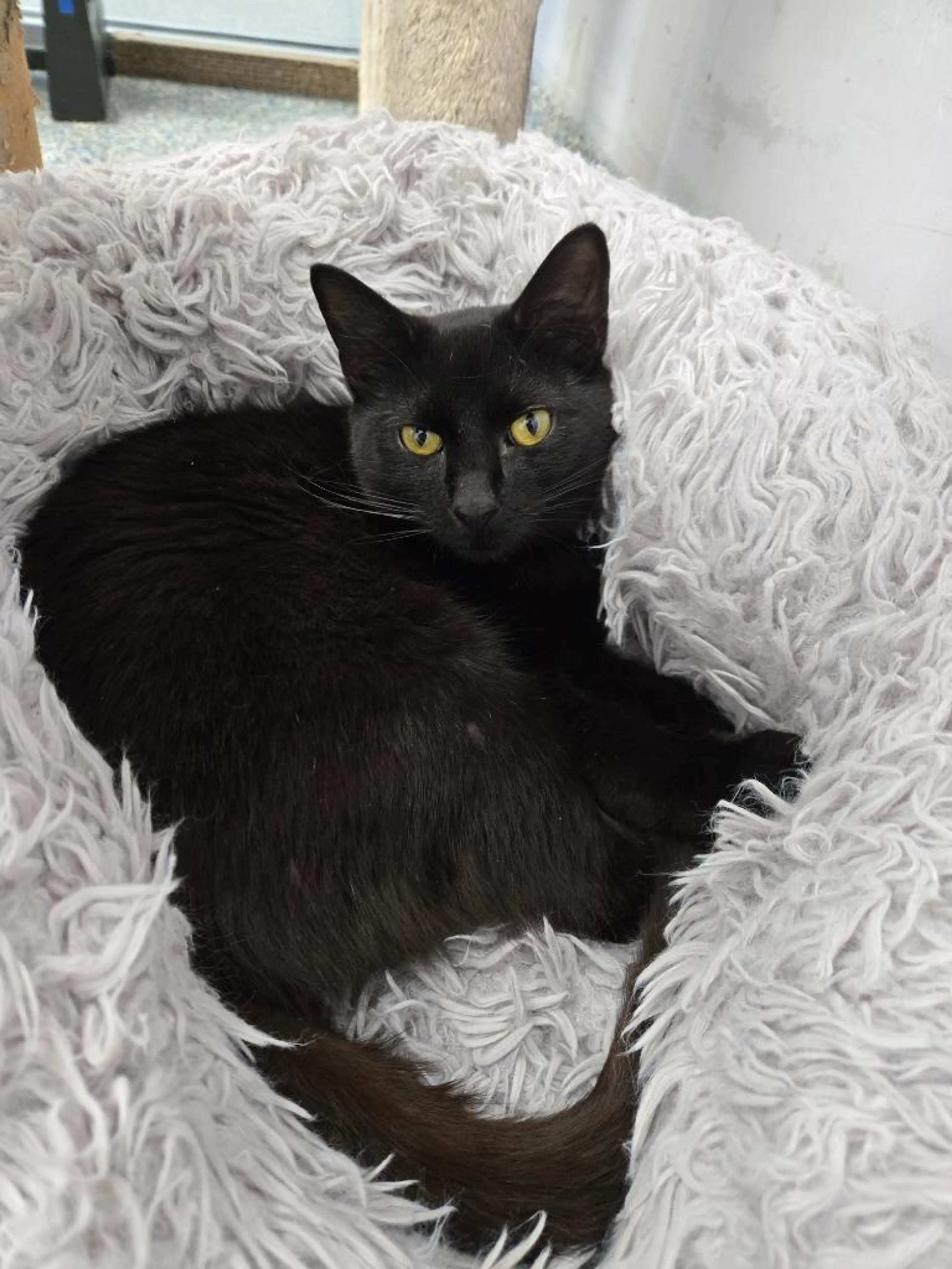 Found pet-3