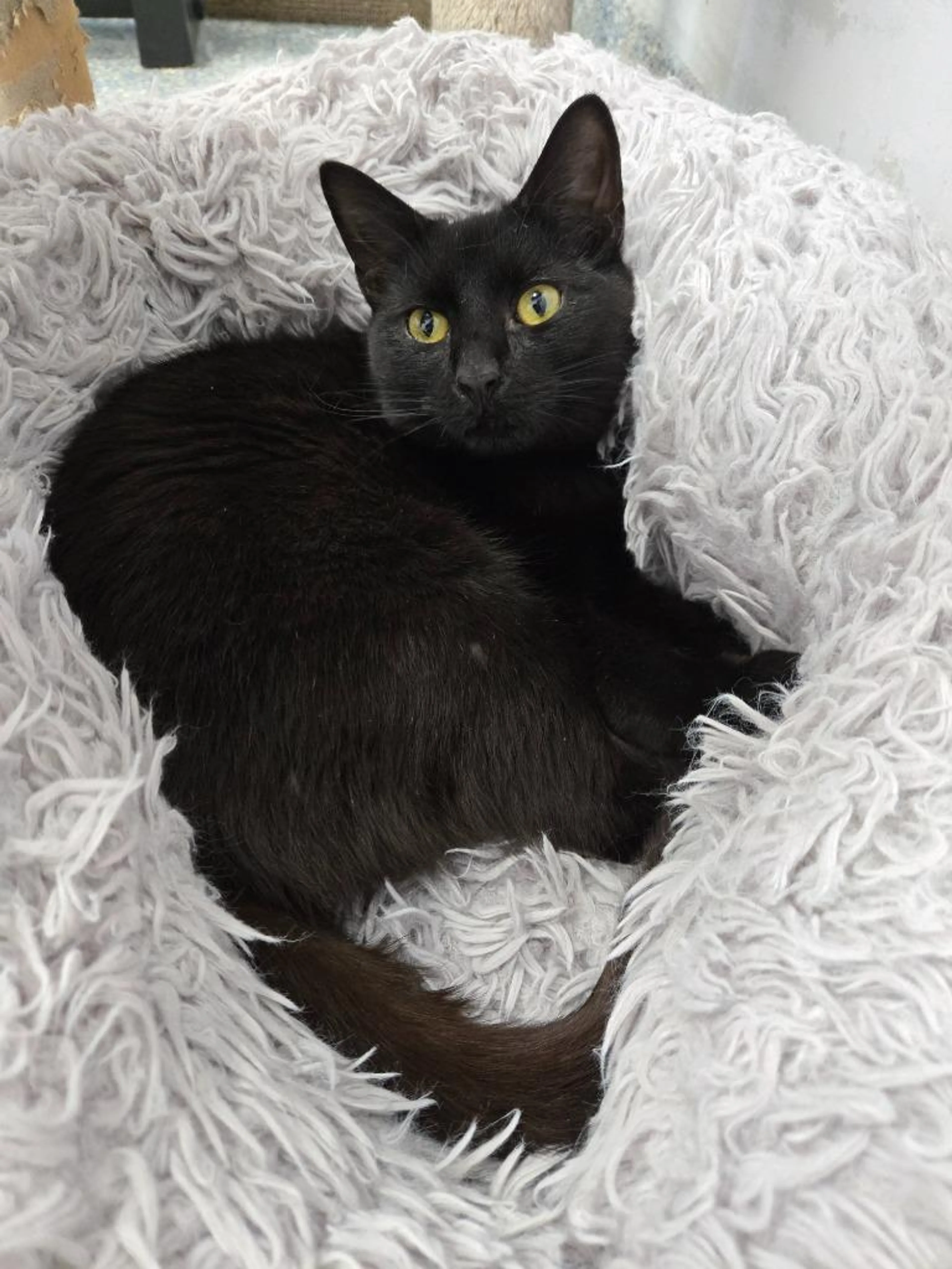 Found pet-1