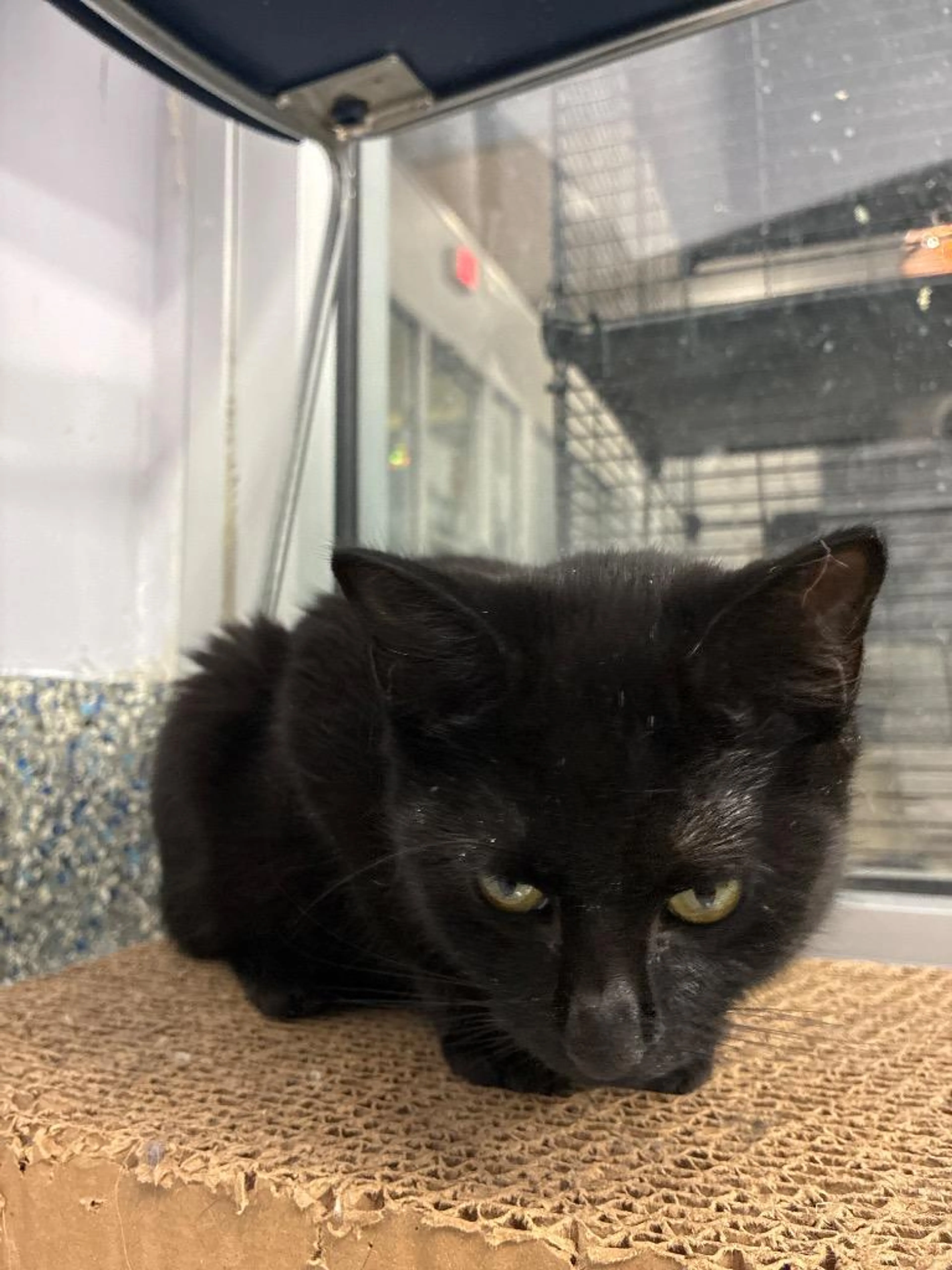 Found pet-2