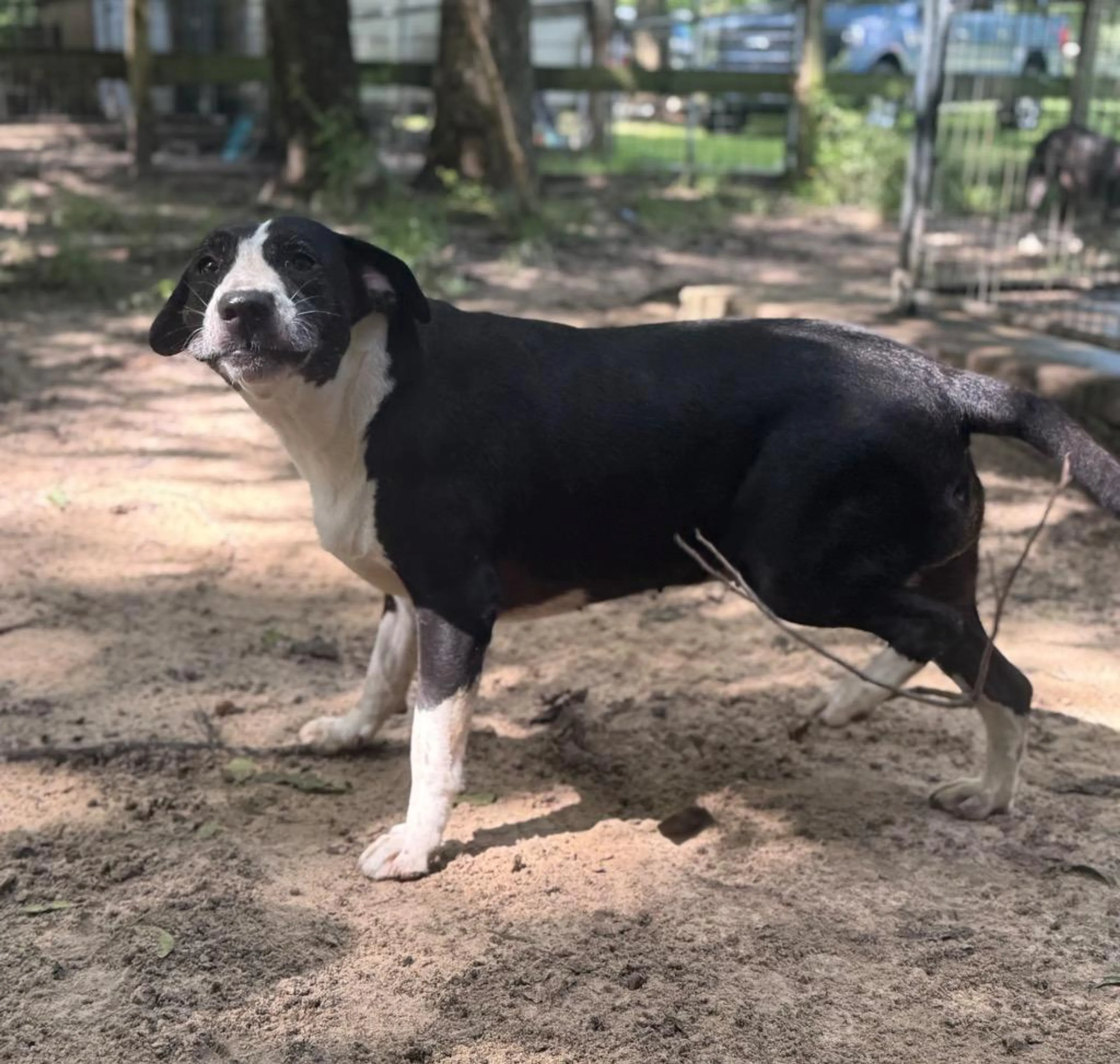 Found pet-1