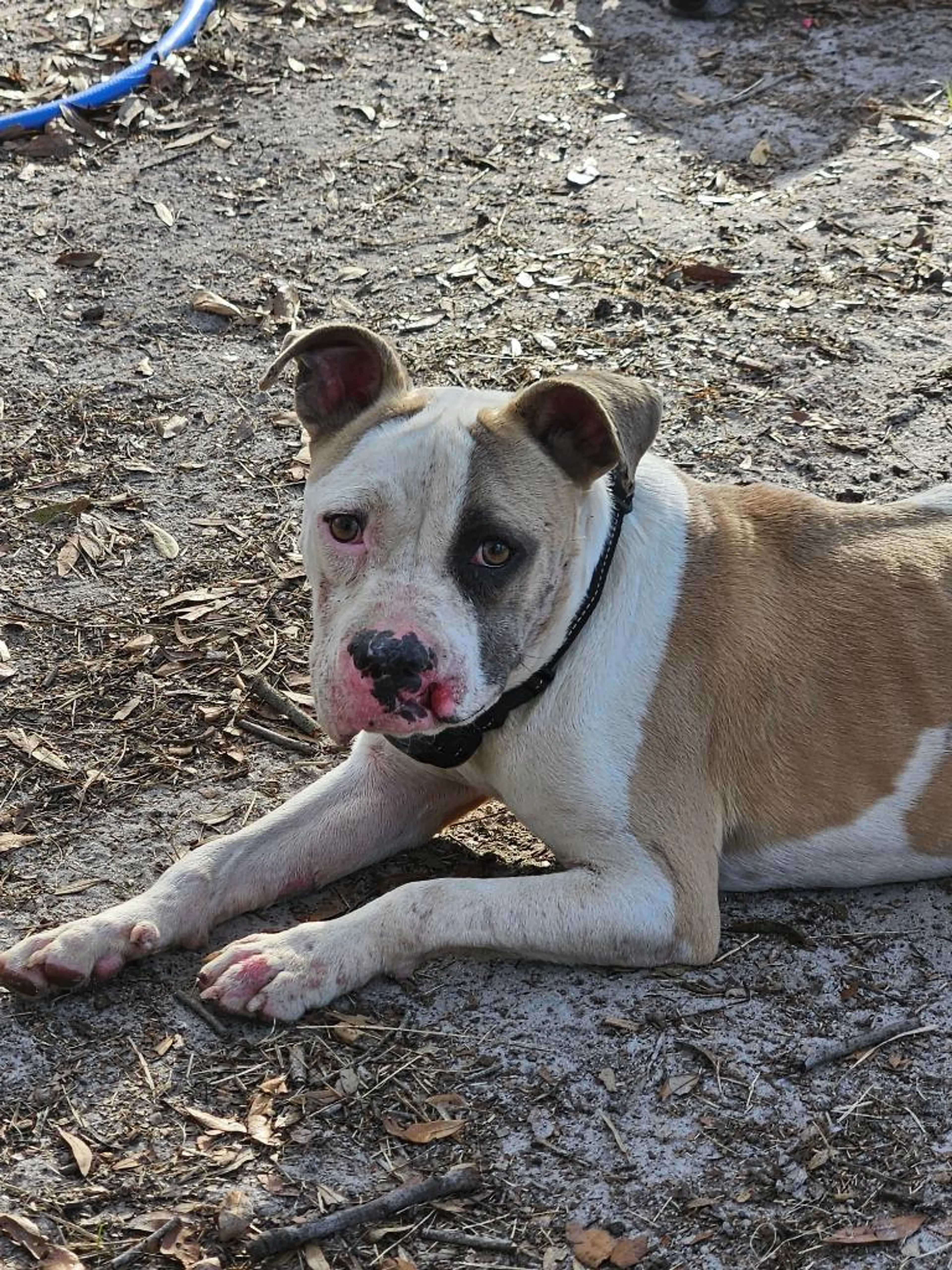 Found pet-0