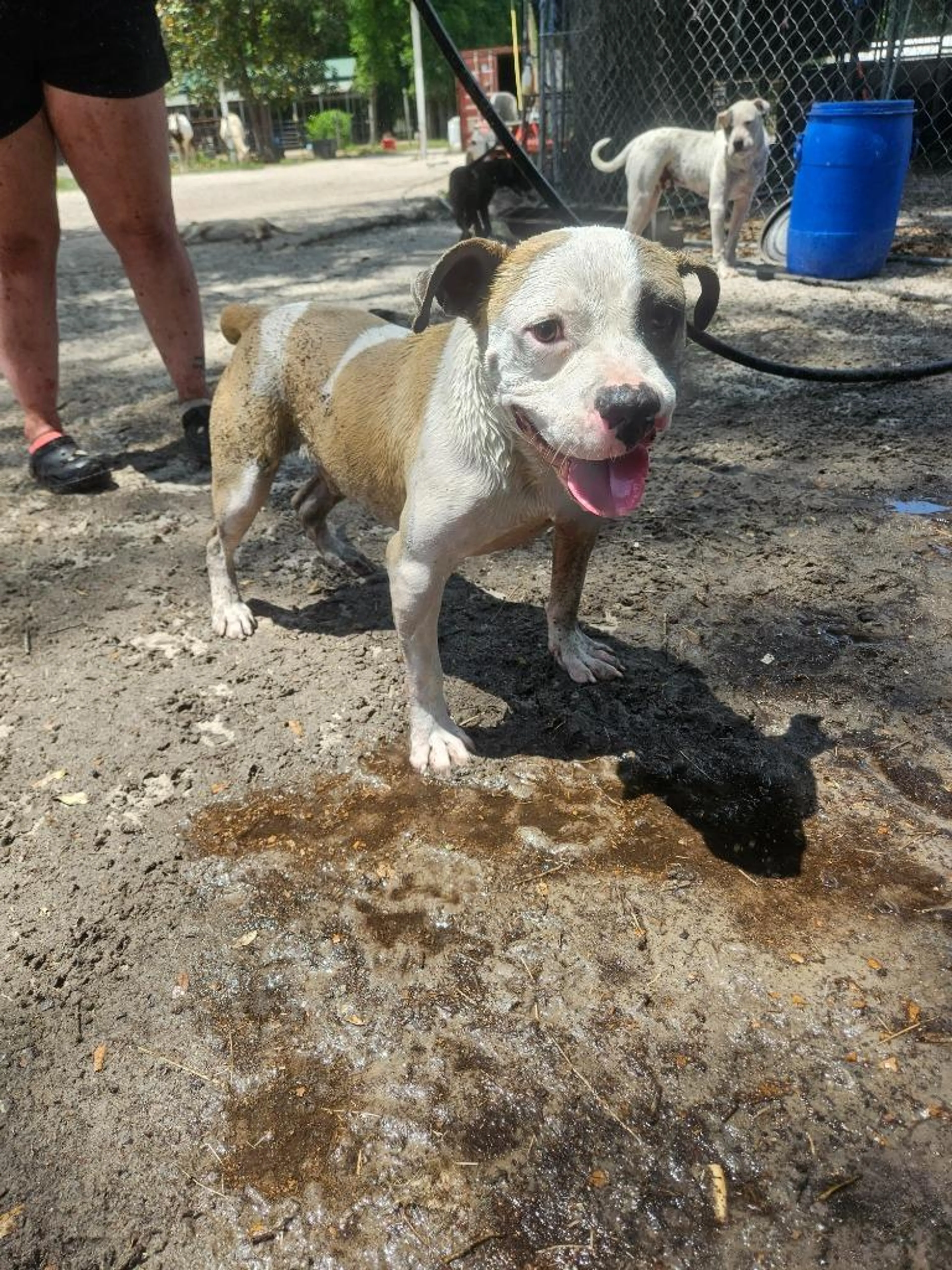 Found pet-2