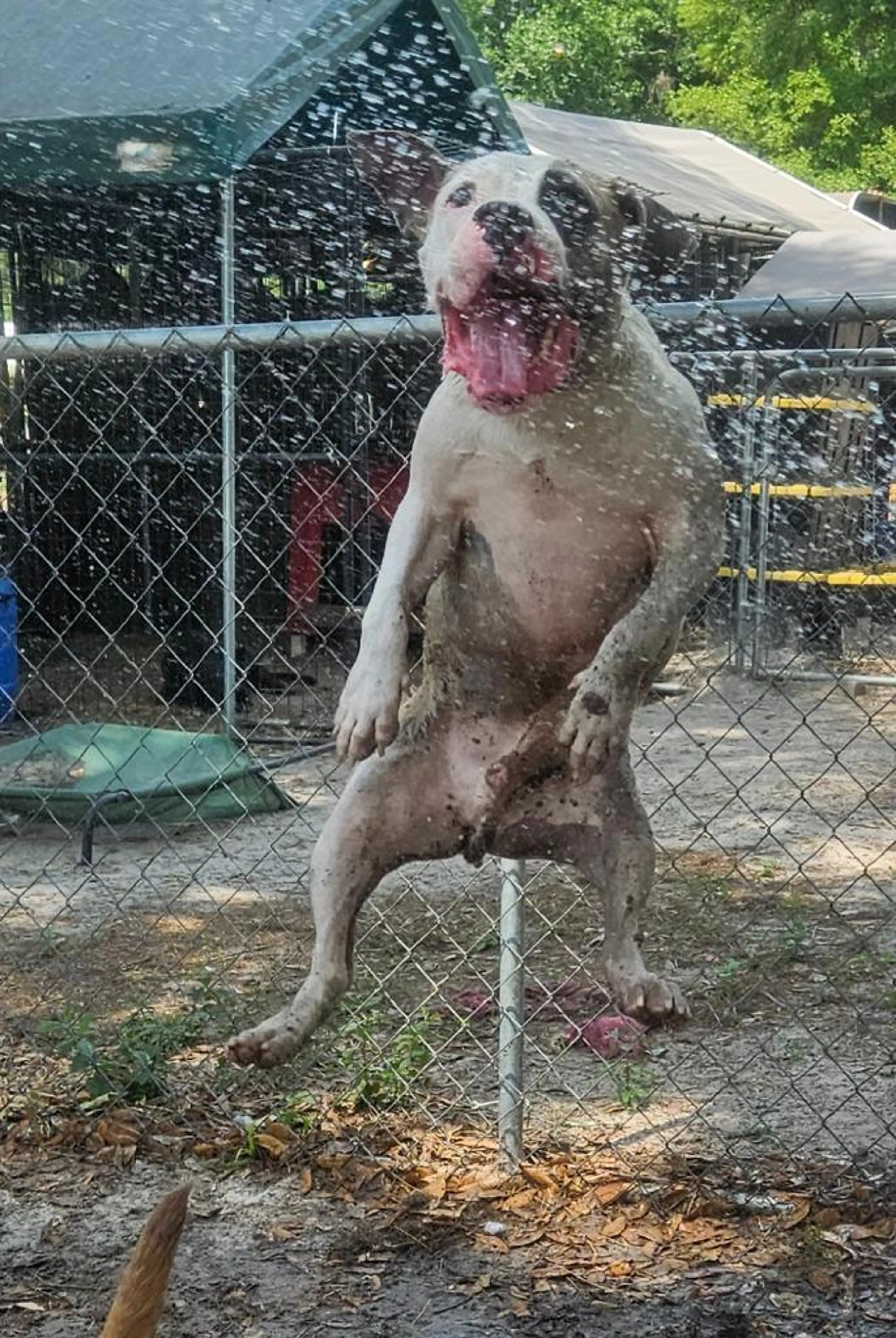Found pet-1
