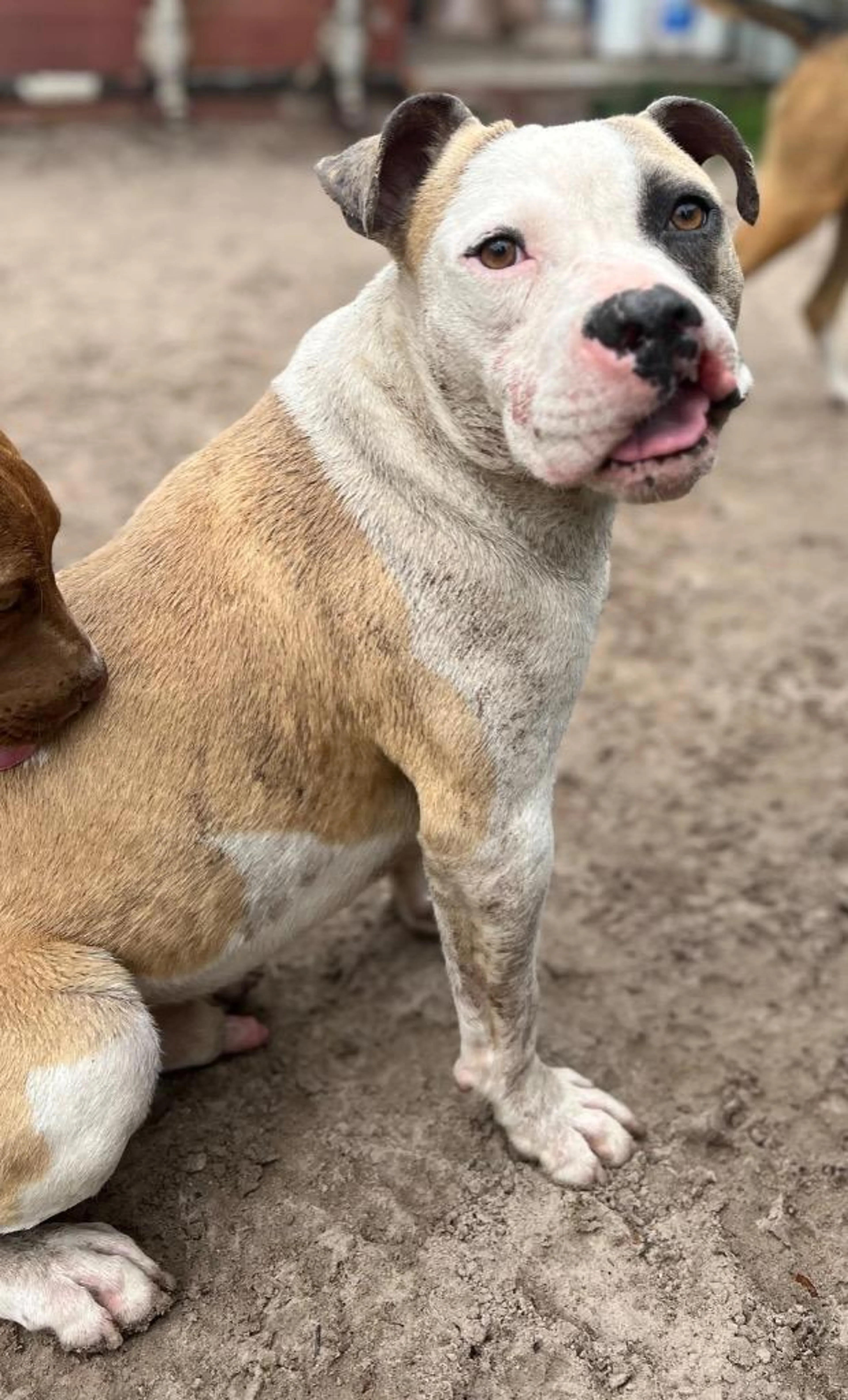 Found pet-5