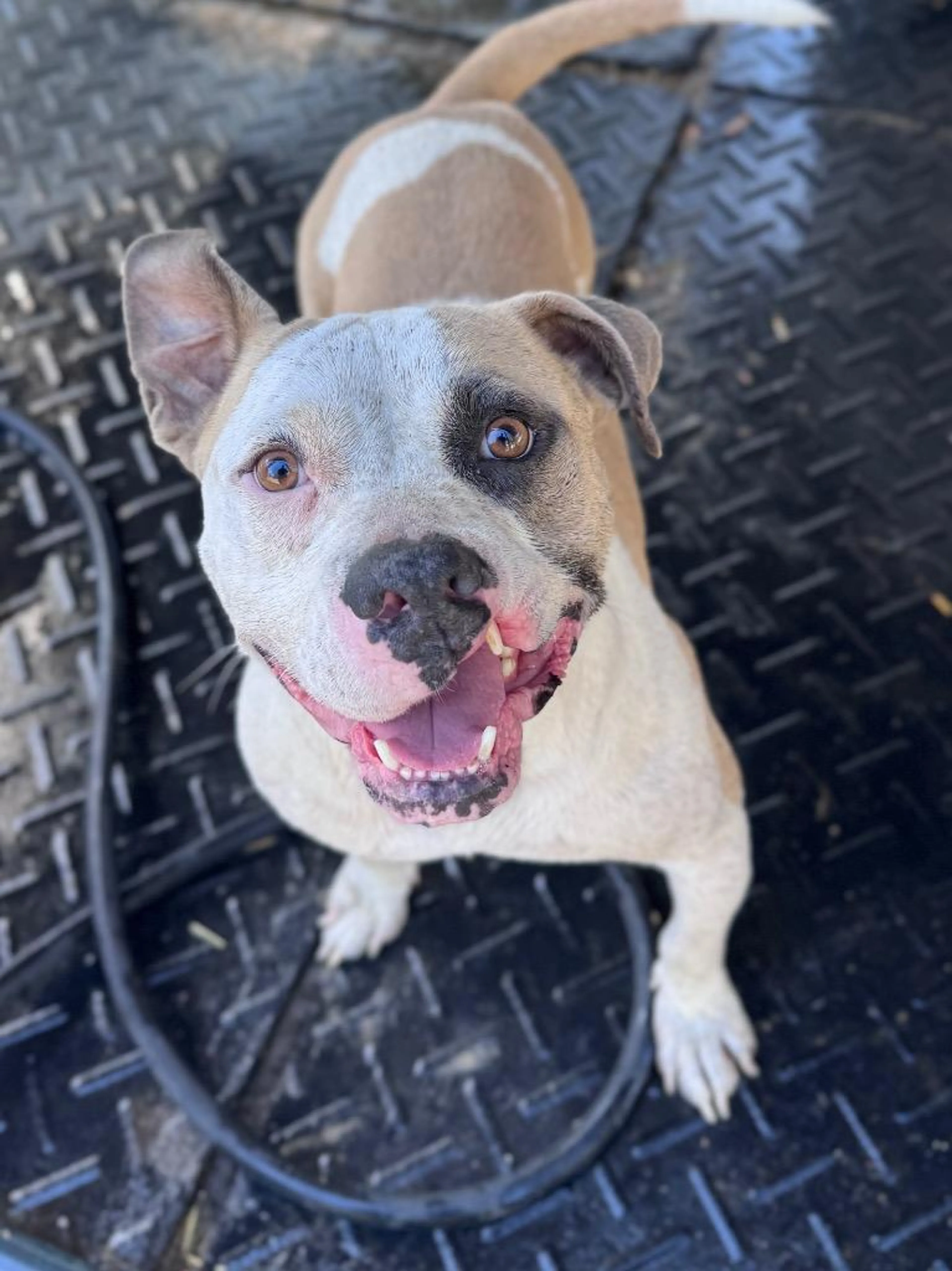 Found pet-3