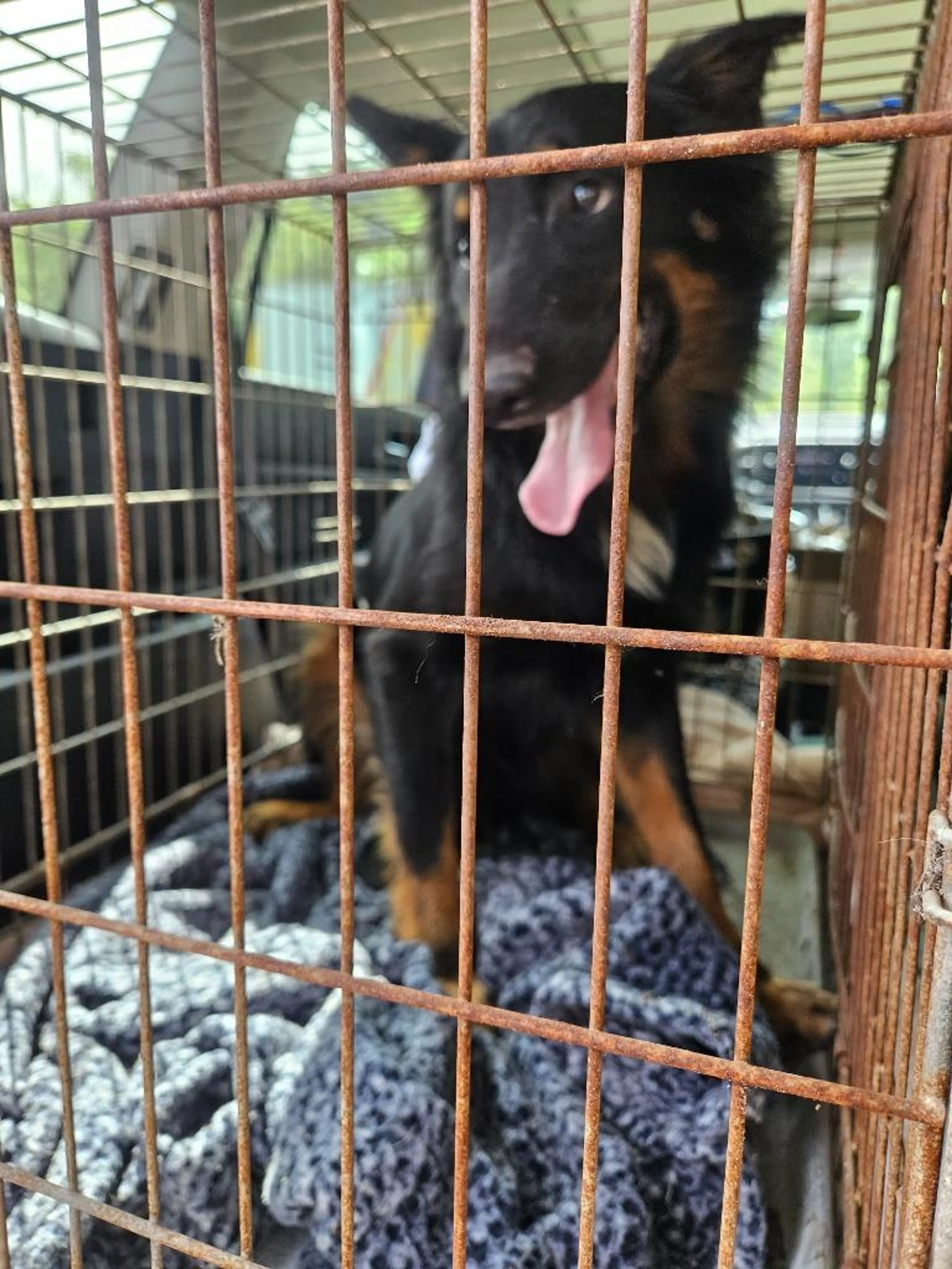Found pet-1