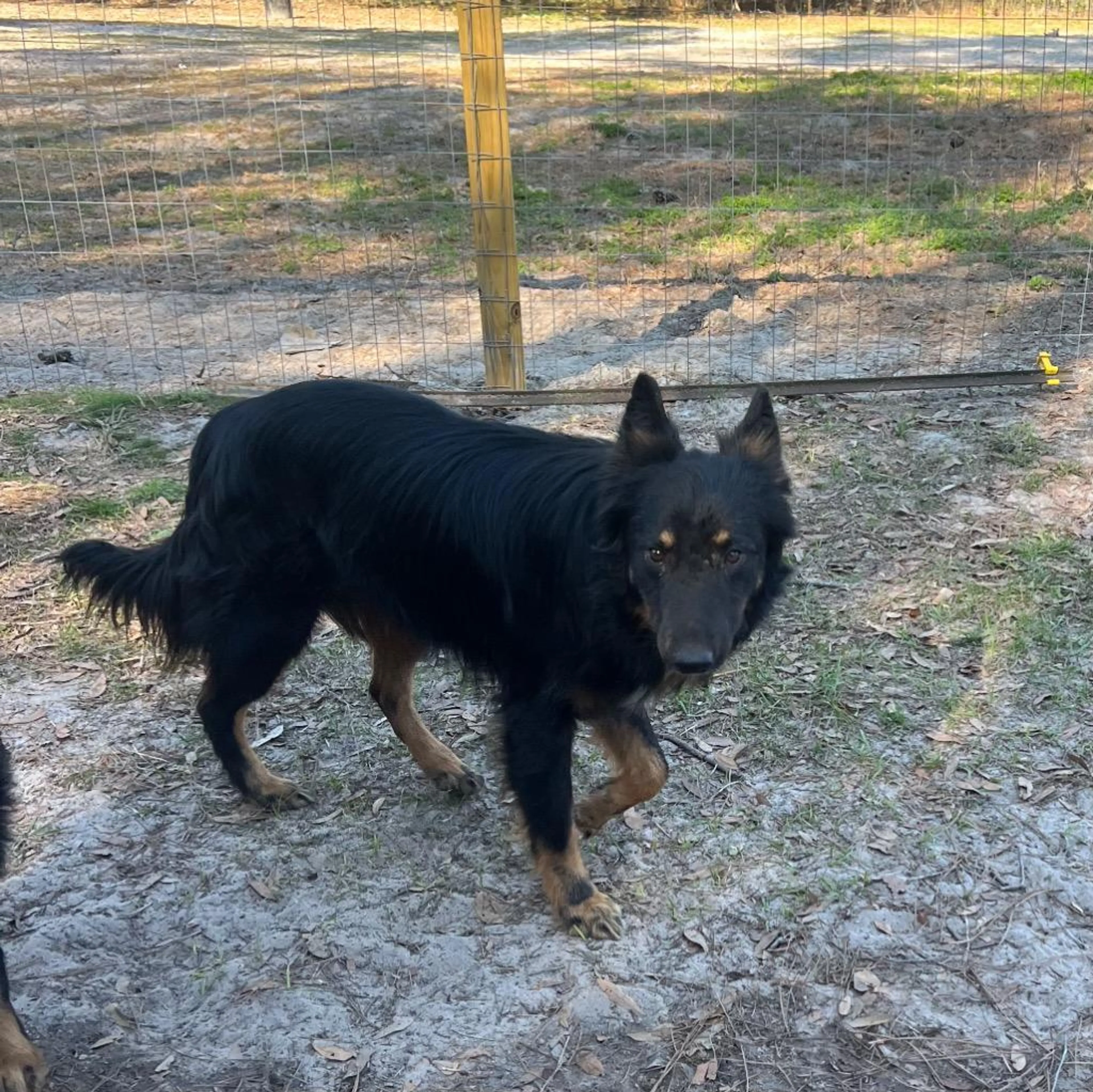 Found pet-2