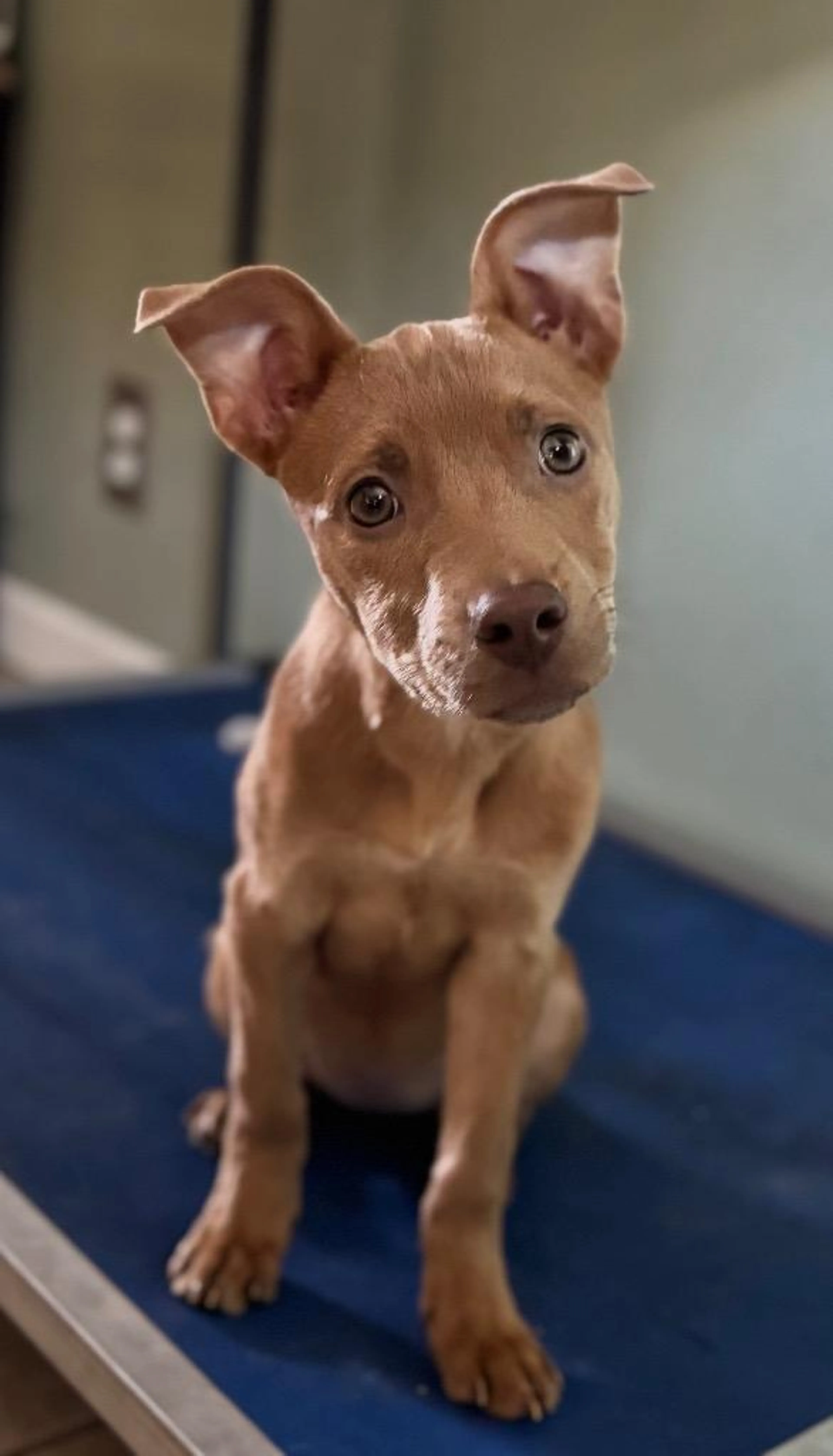 Found pet-1