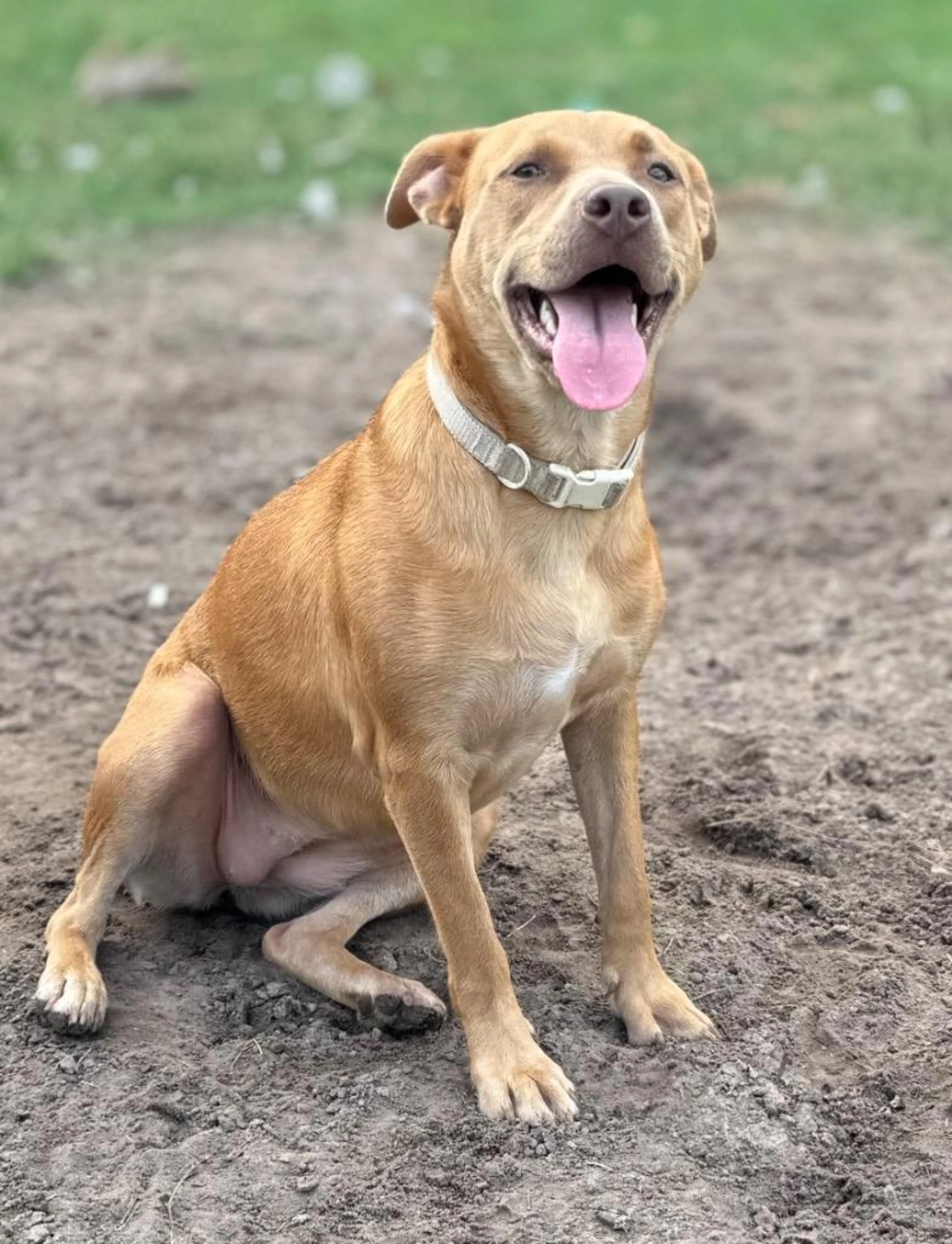 Found pet-2