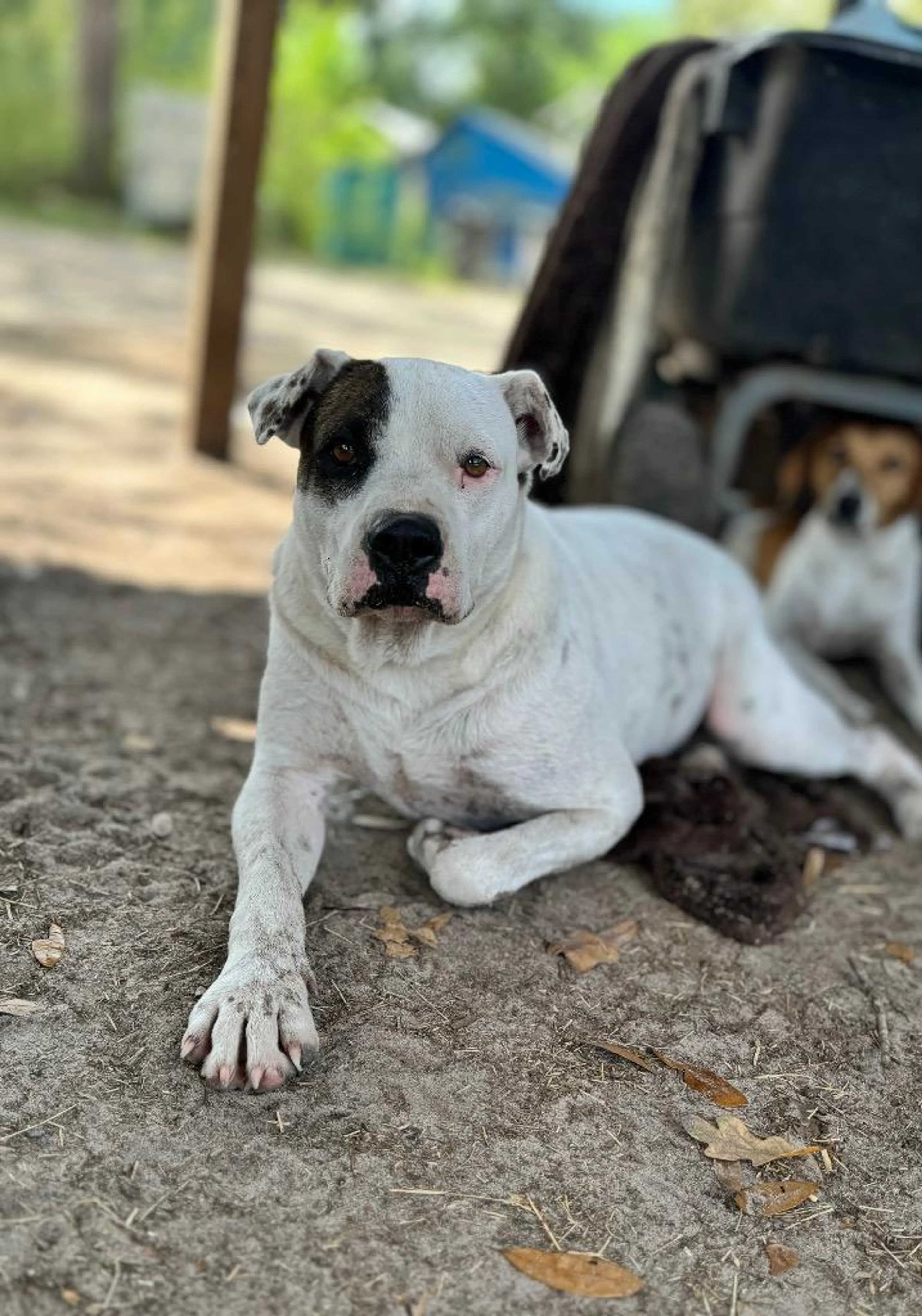 Found pet-2