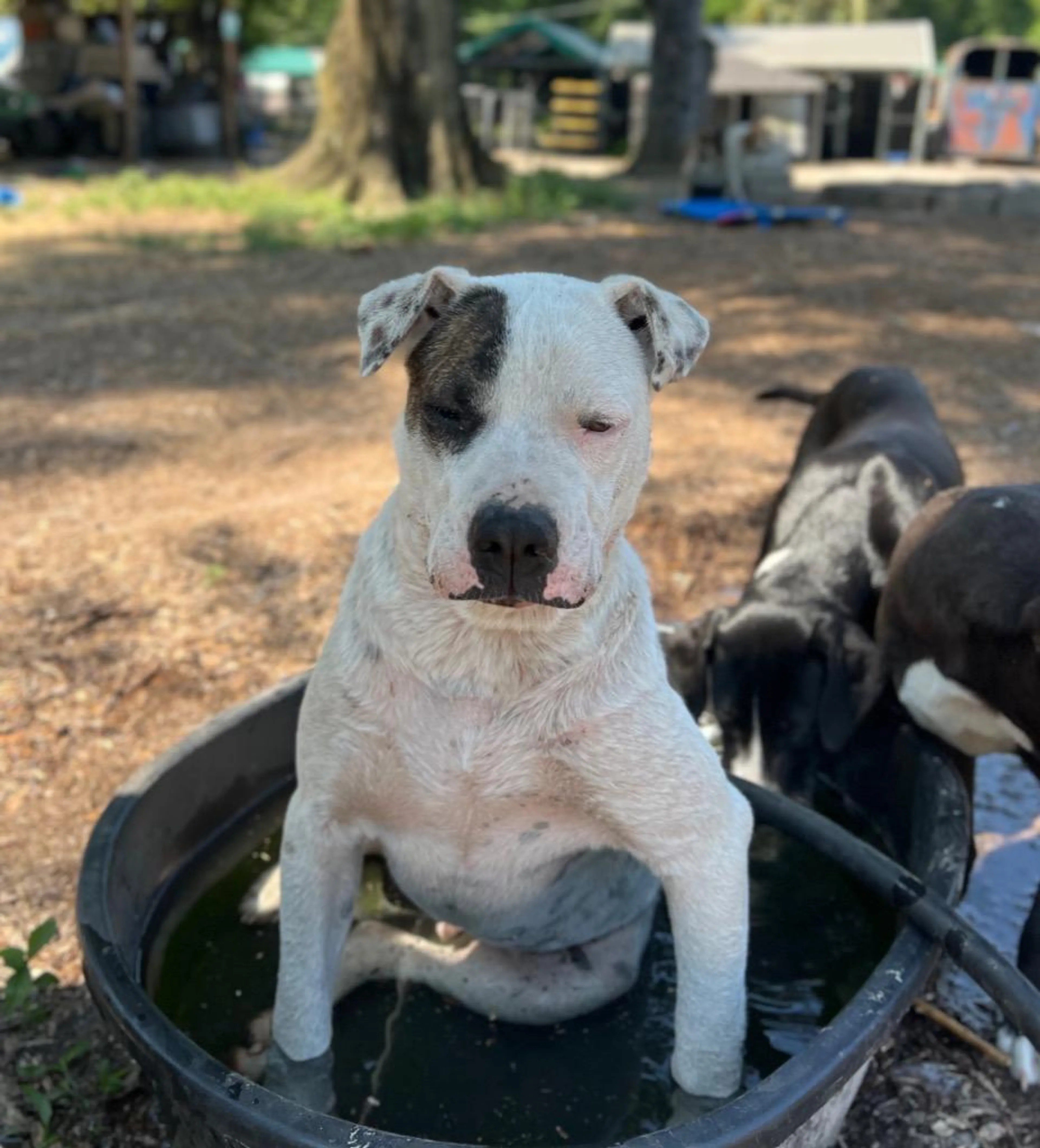 Found pet-5