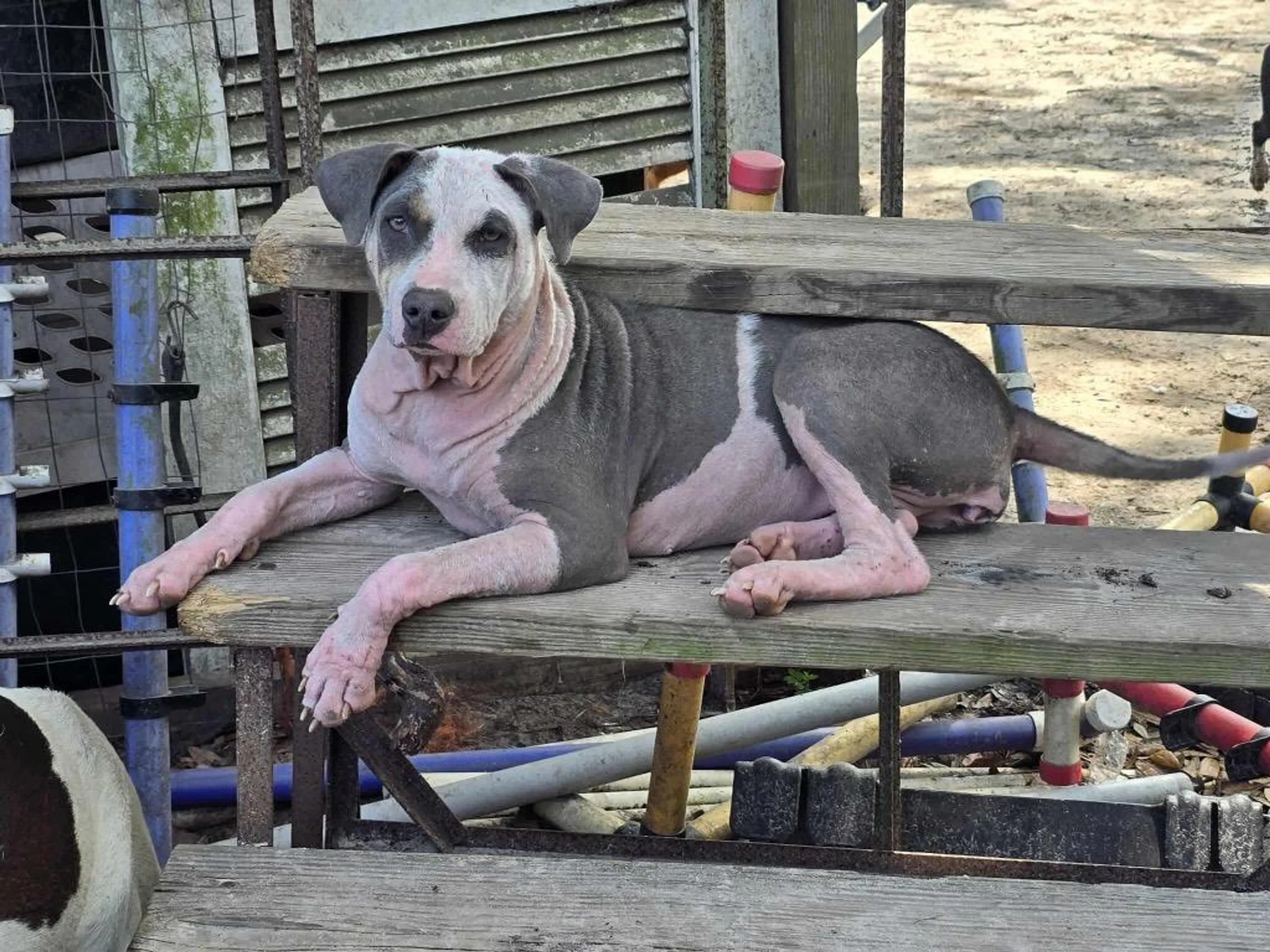 Found pet-0