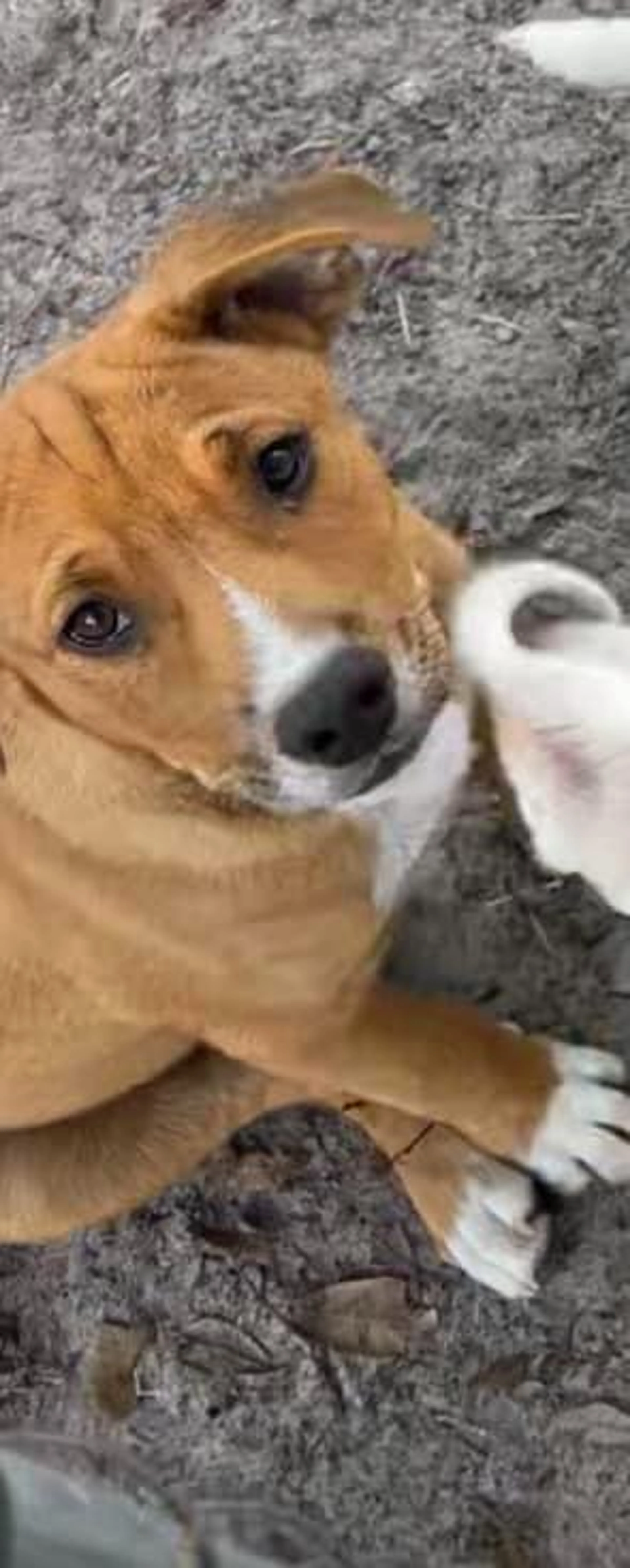 Found pet-4