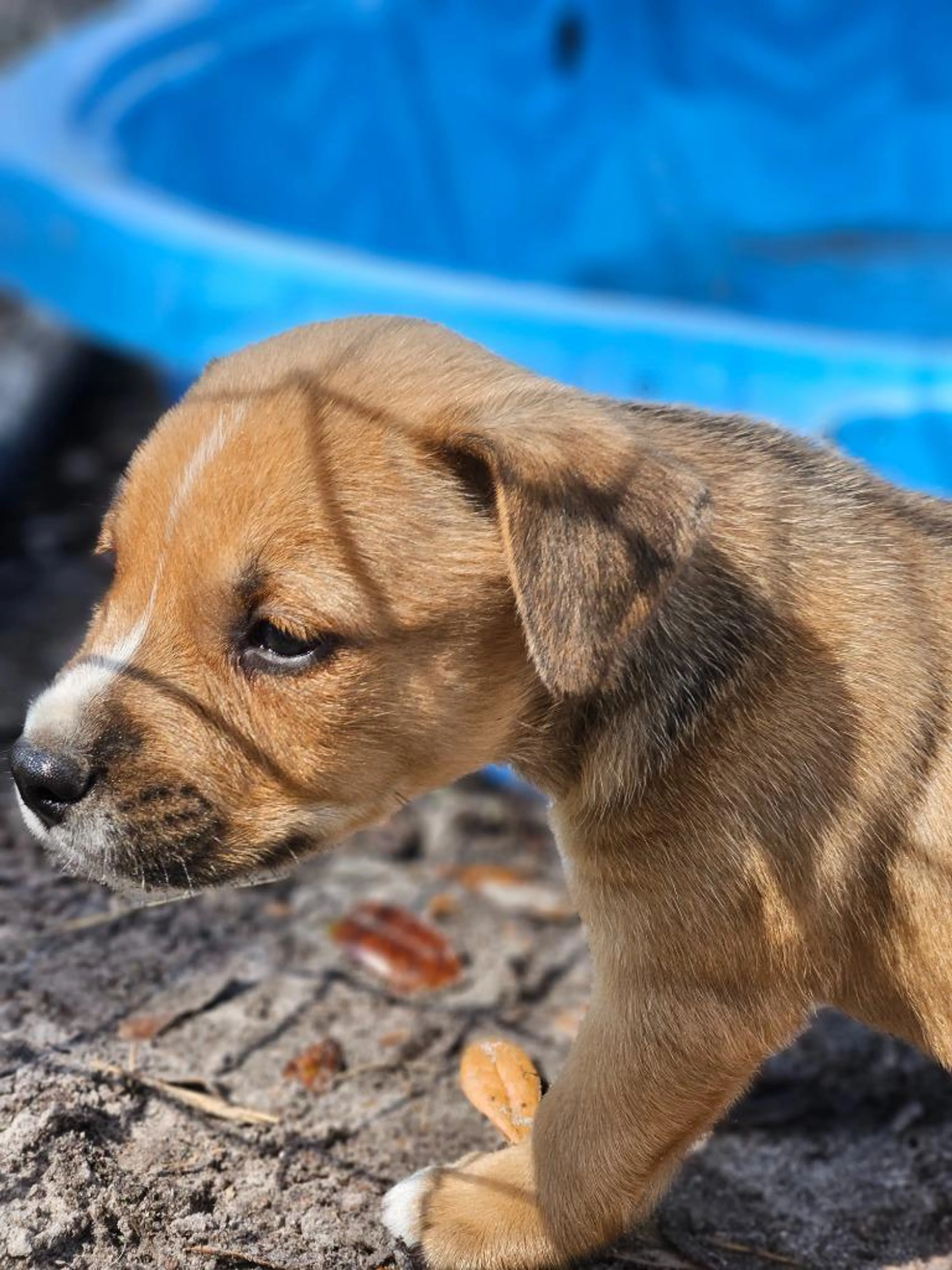 Found pet-3