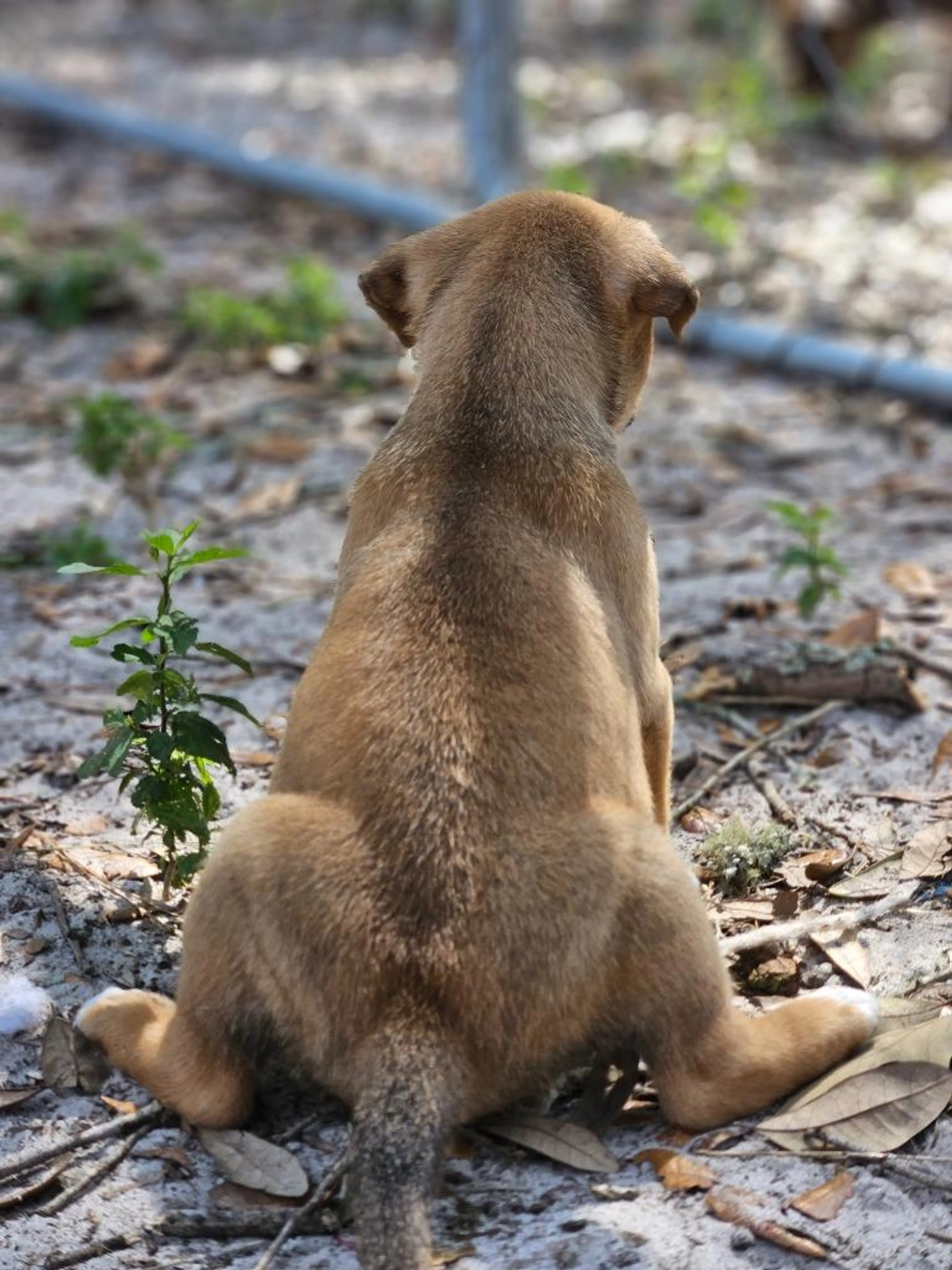 Found pet-1