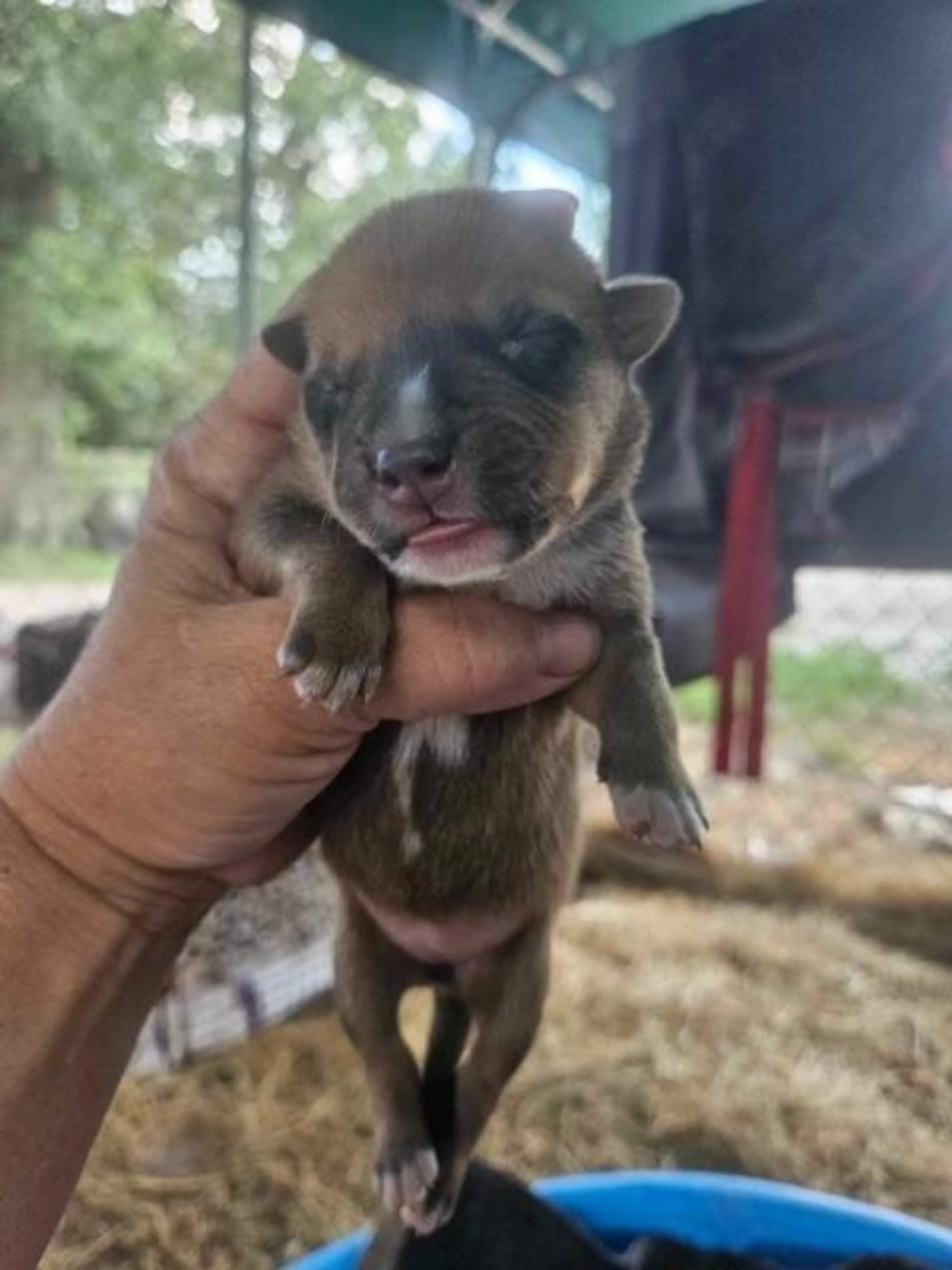 Found pet-2