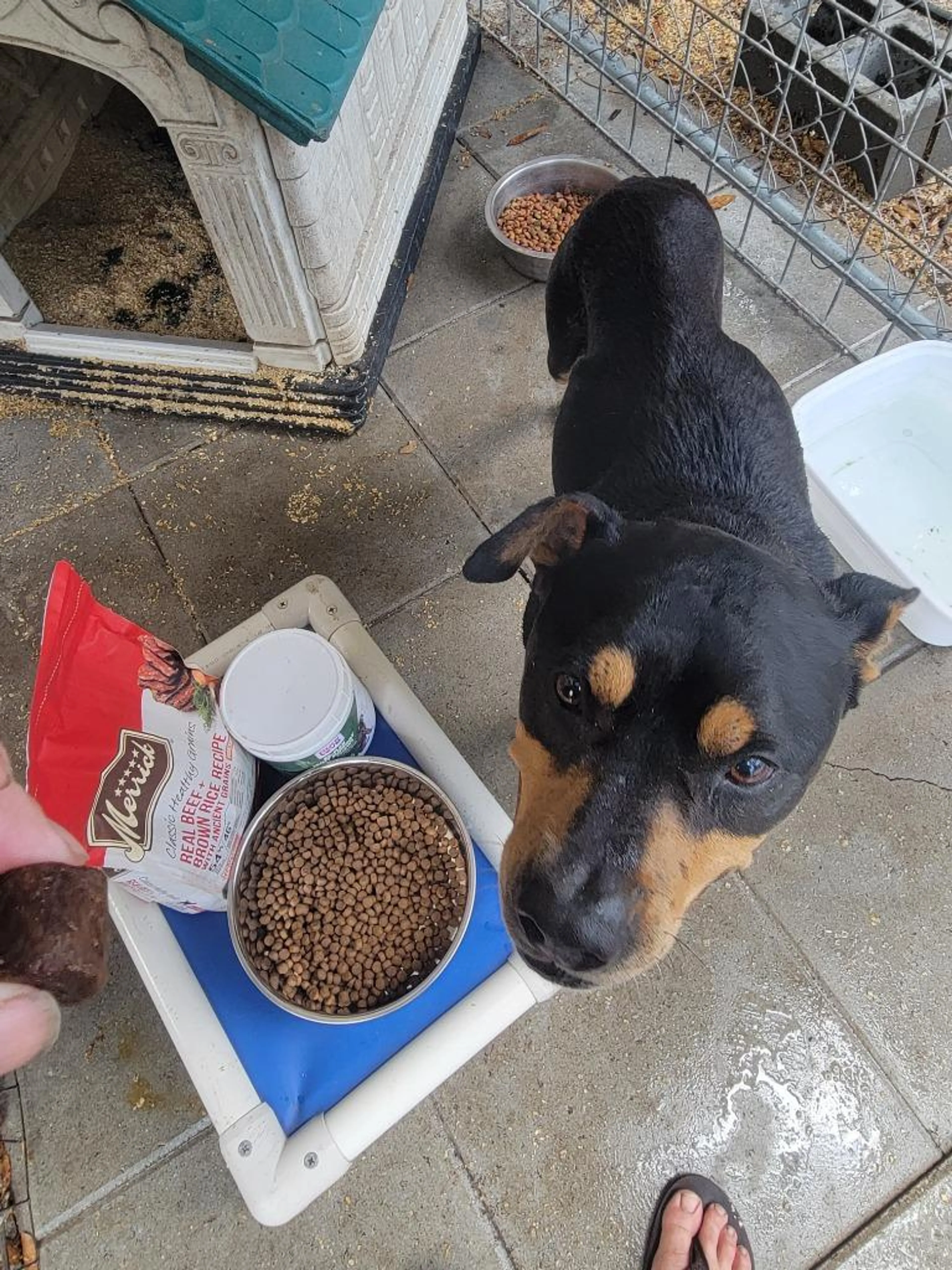 Found pet-2