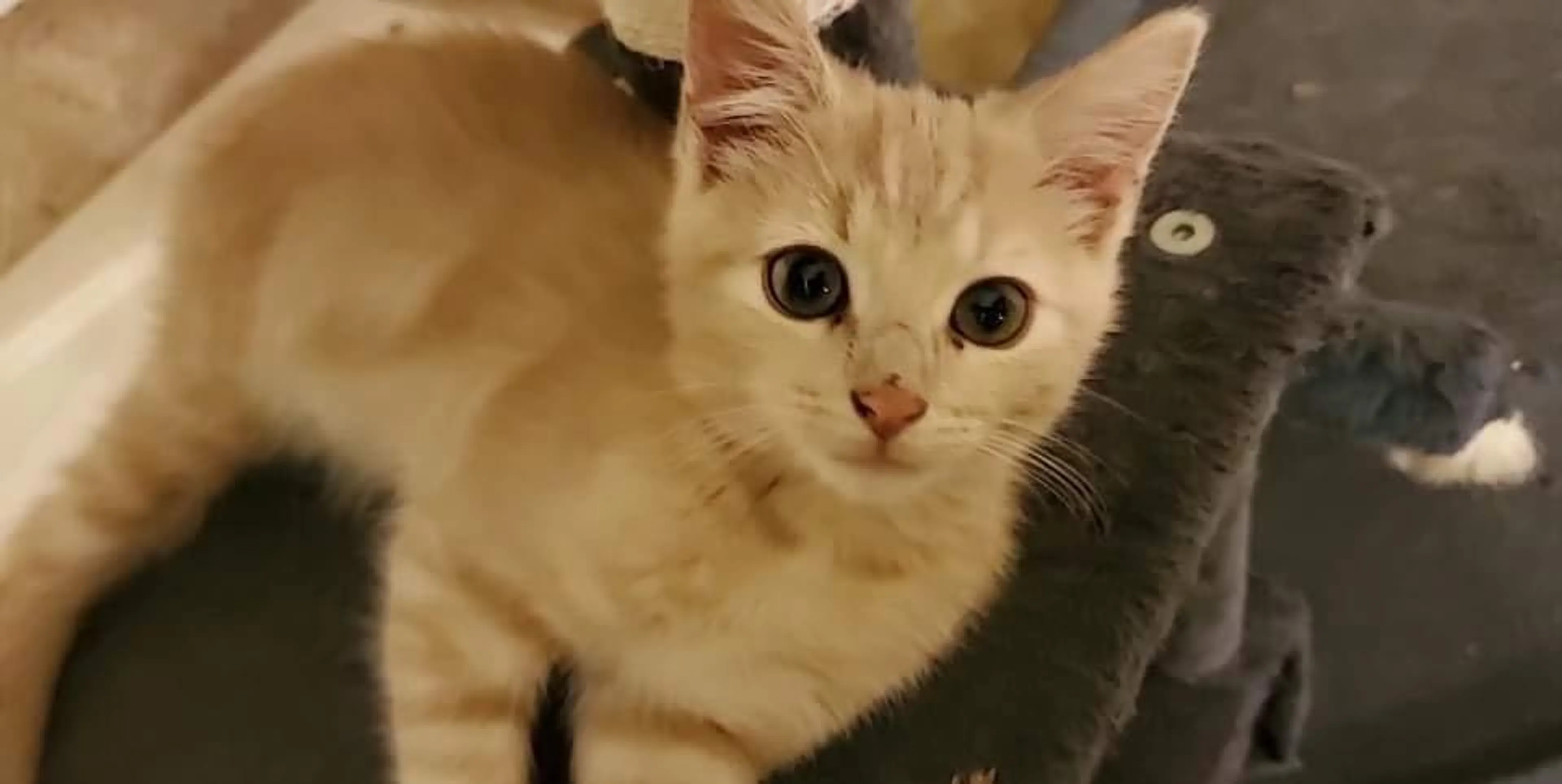 Found pet-1