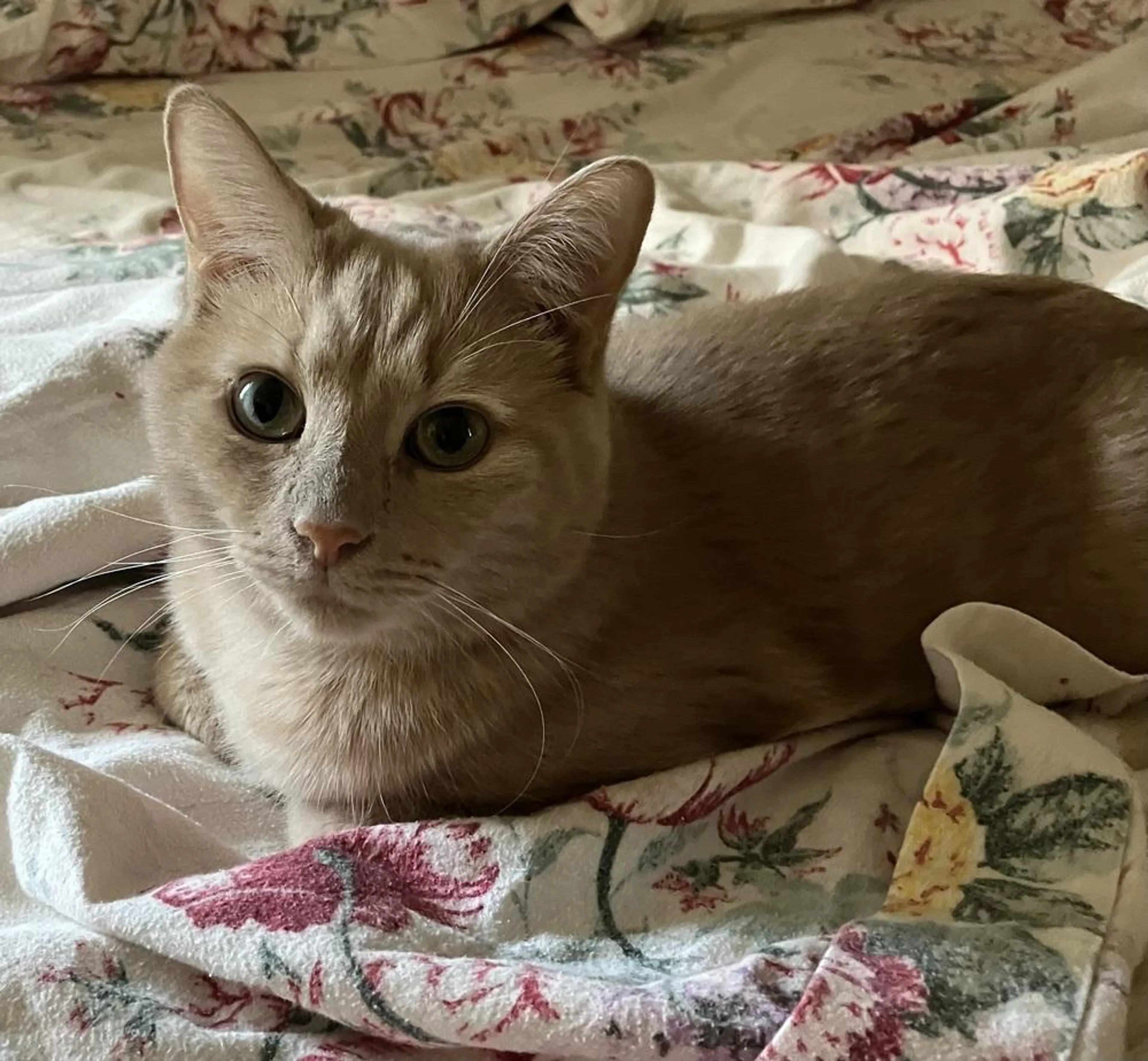 Found pet-2