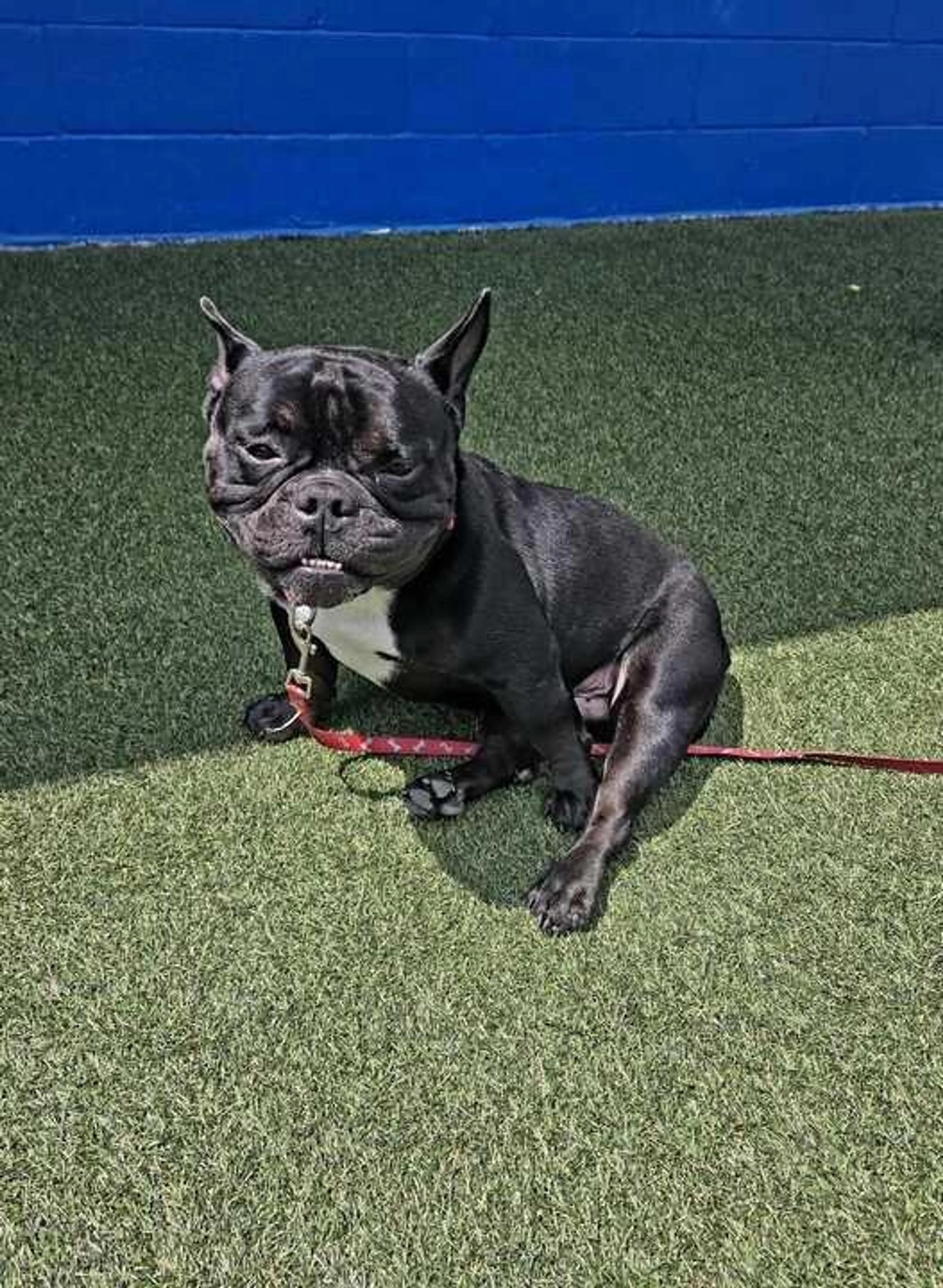 Found pet-5