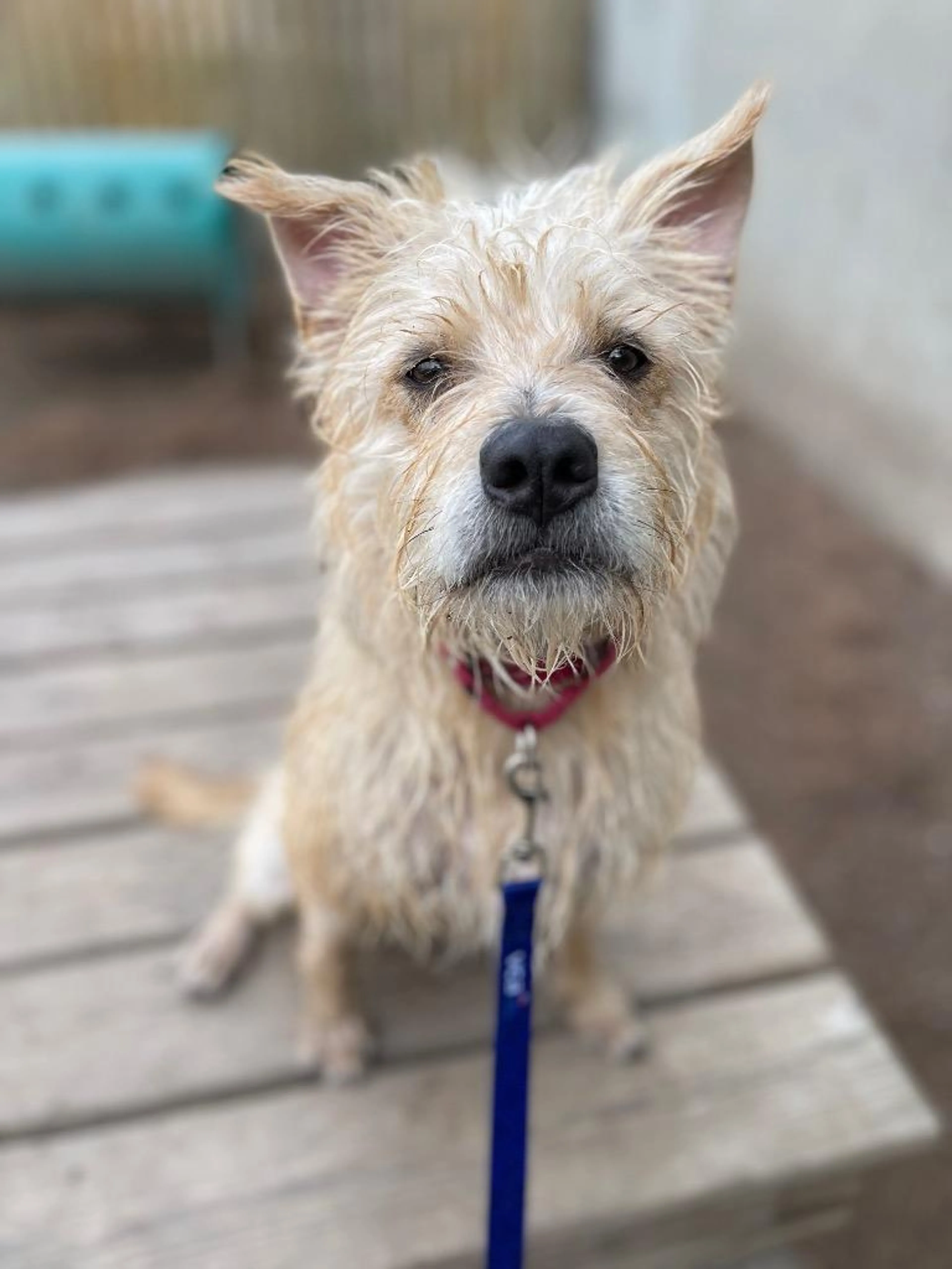 Found pet-1