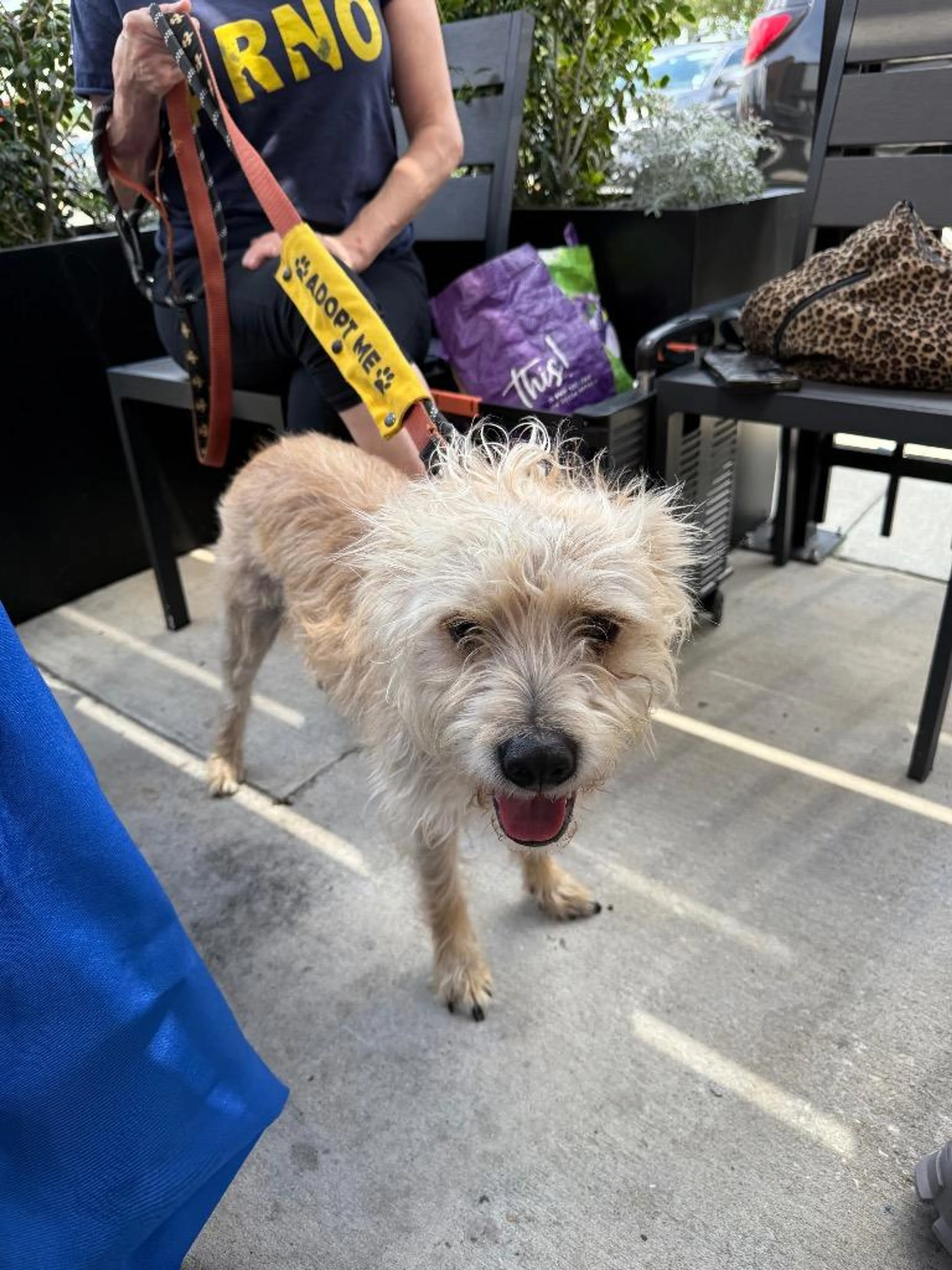 Found pet-3