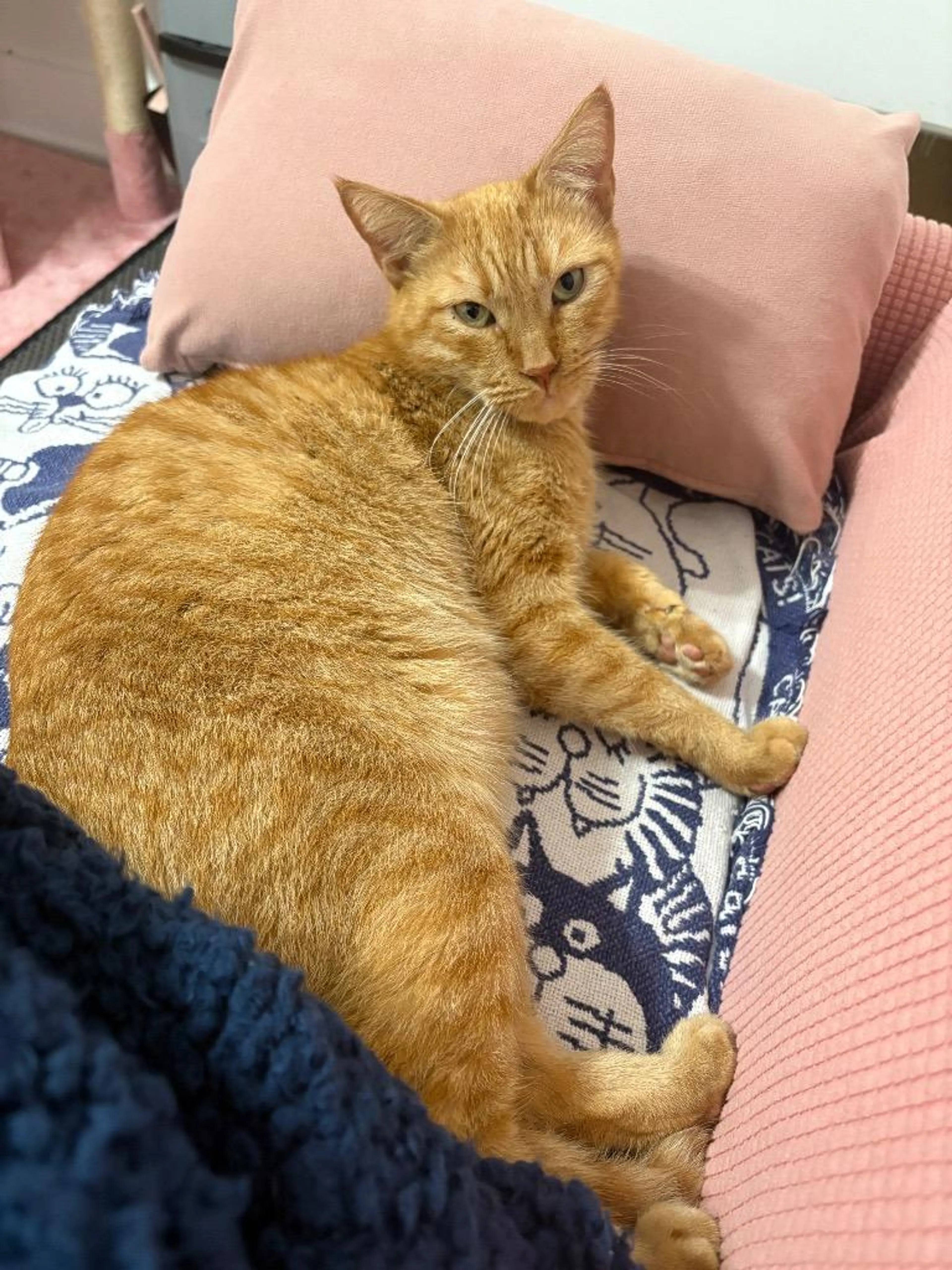 Found pet-0