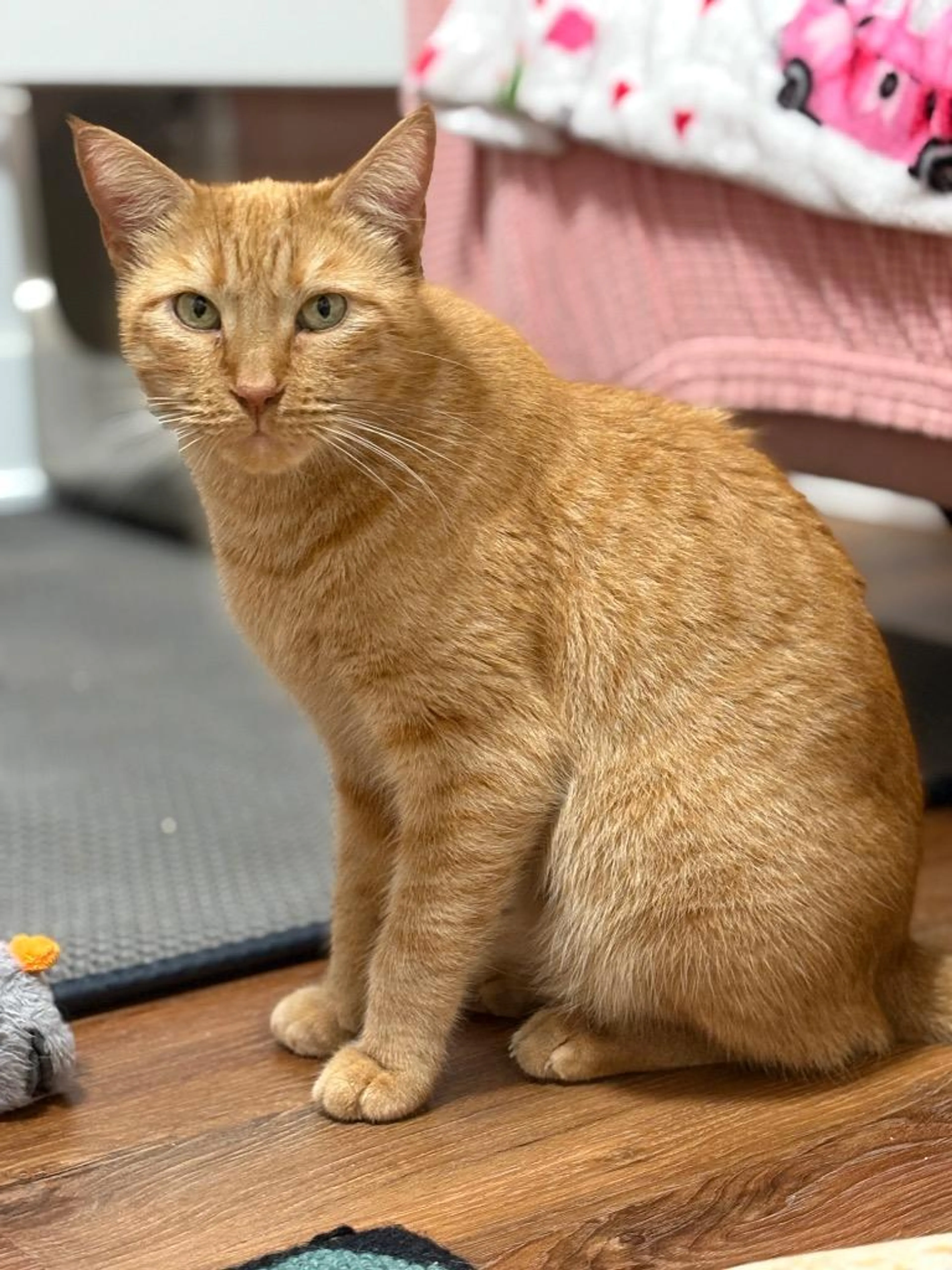 Found pet-1