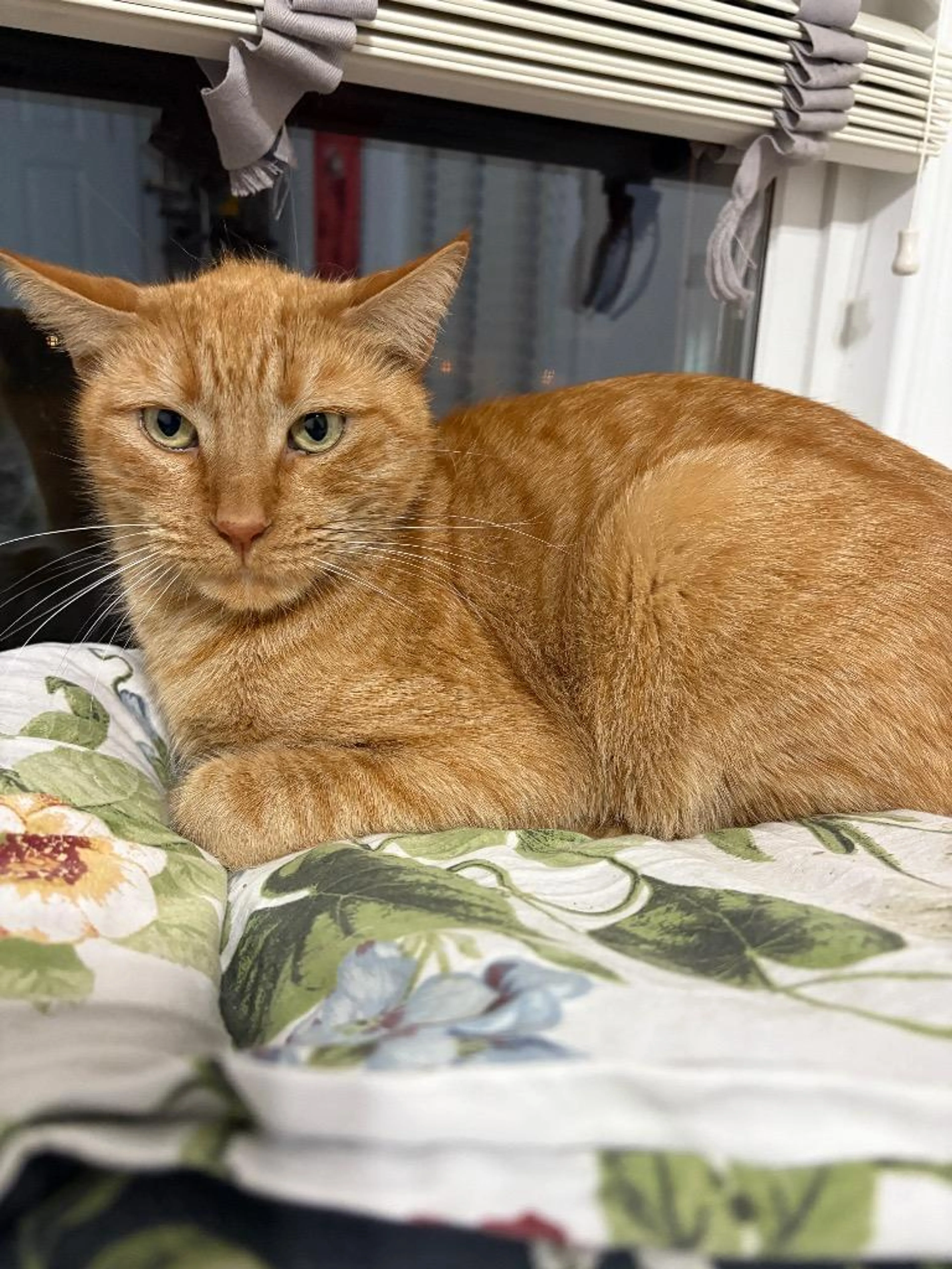 Found pet-5