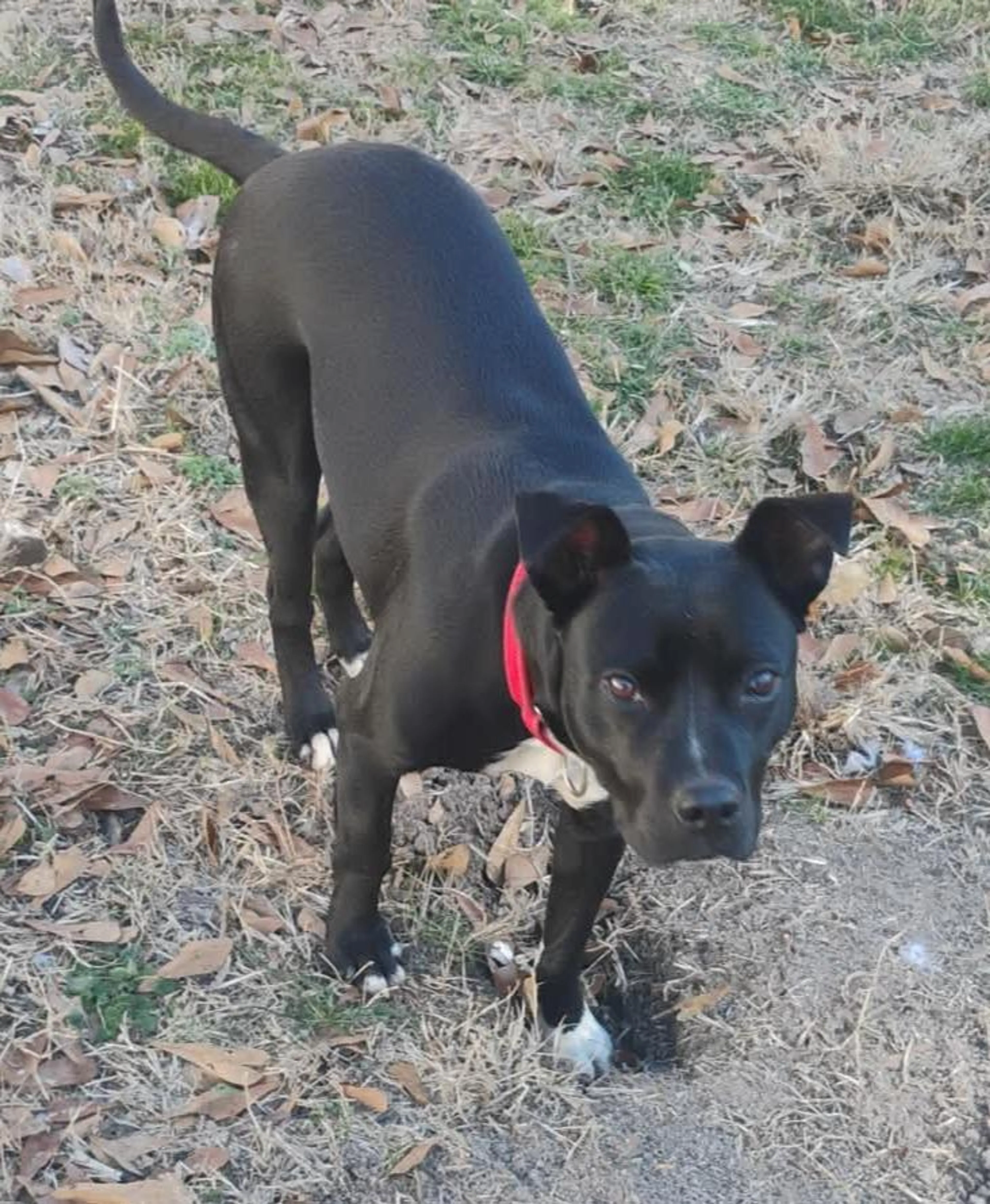 Found pet-1