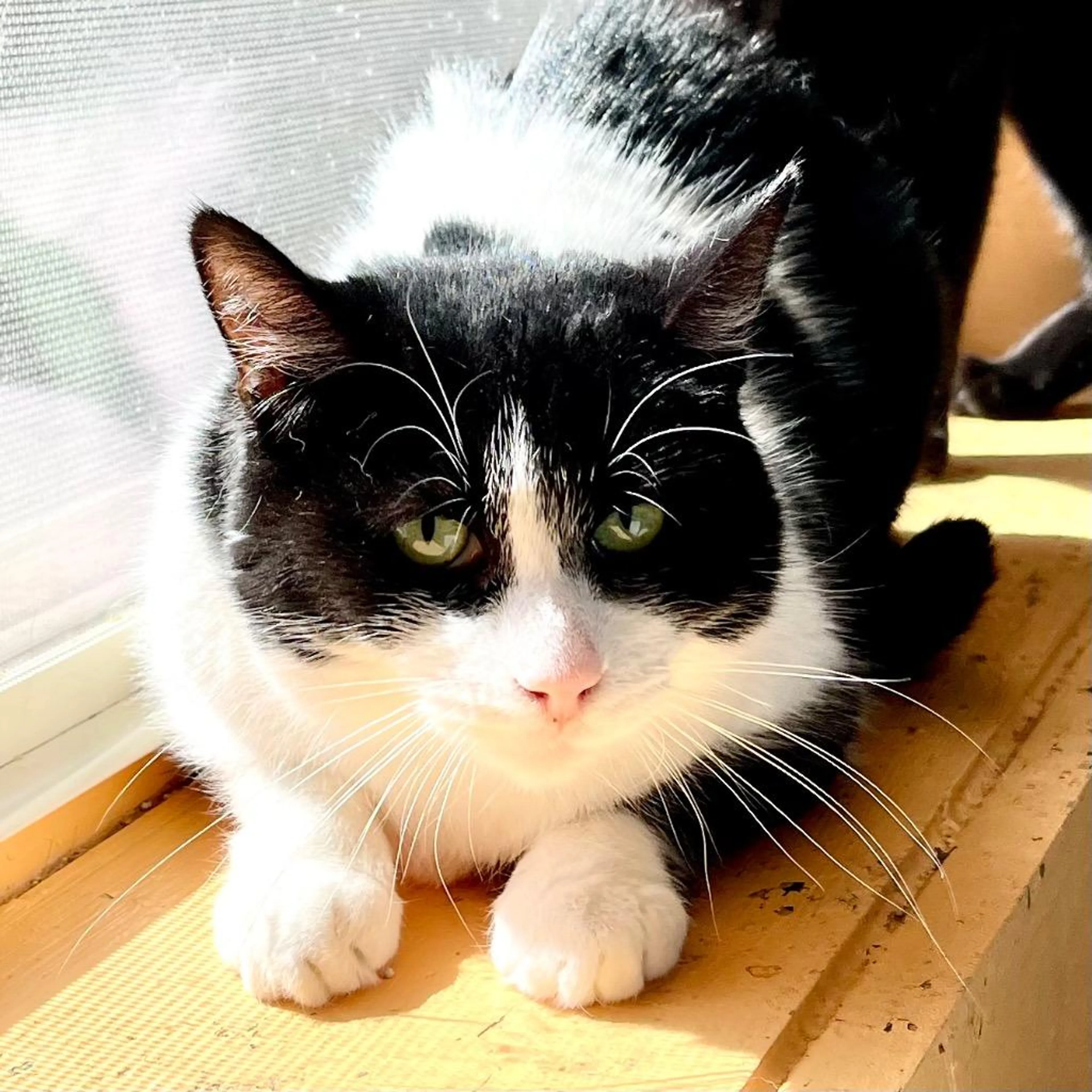 Found pet-1
