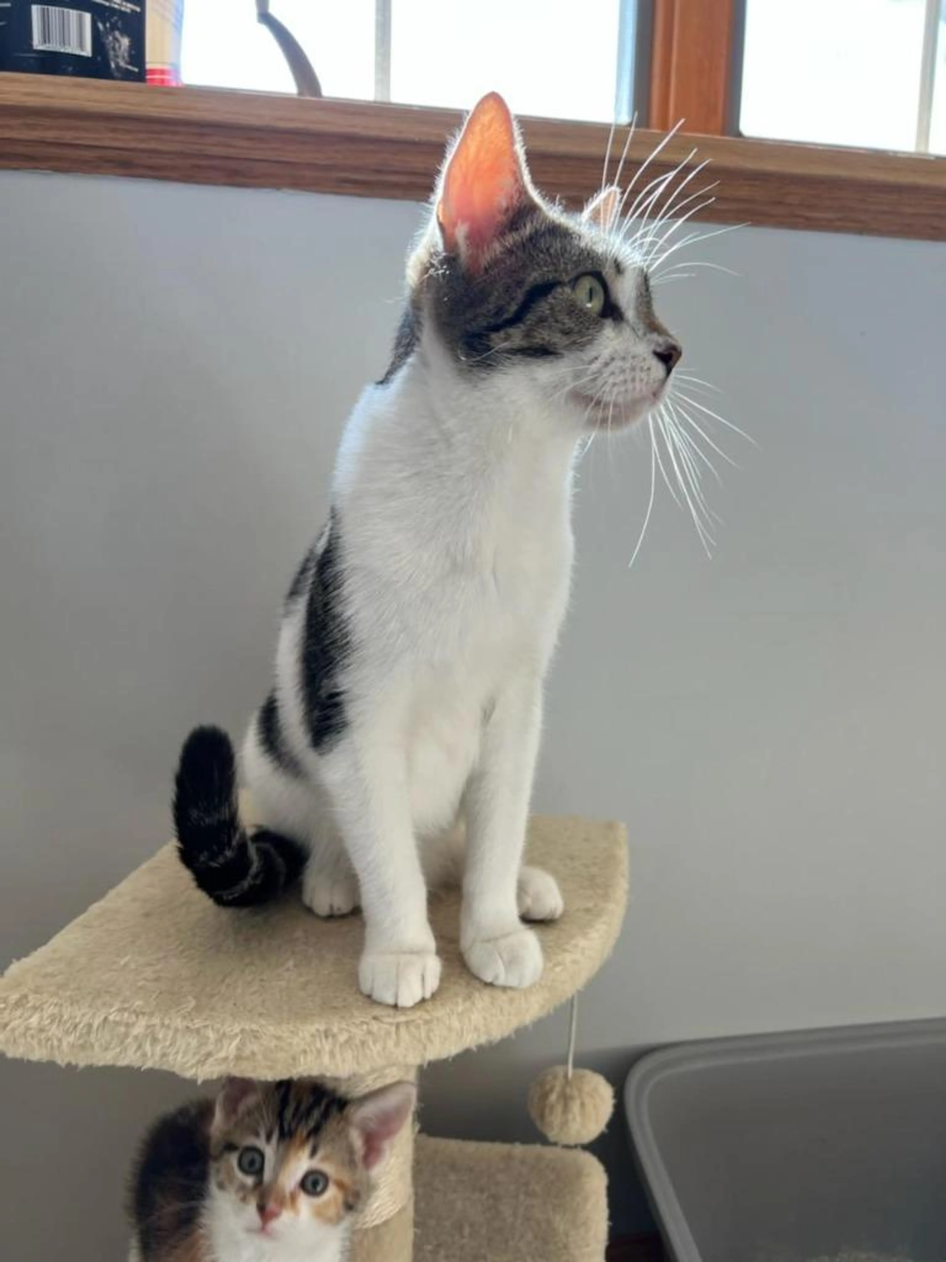 Found pet-3