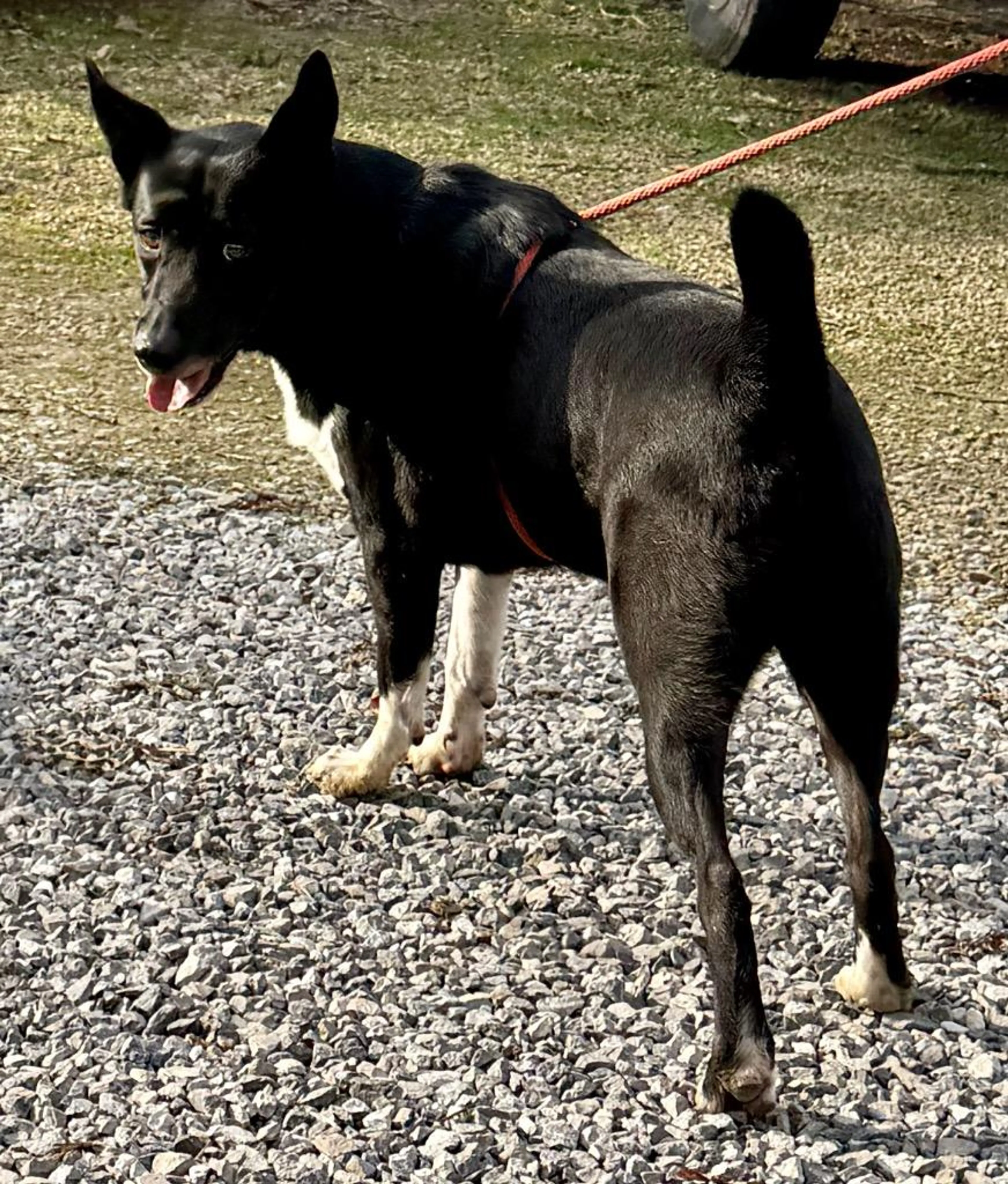 Found pet-2