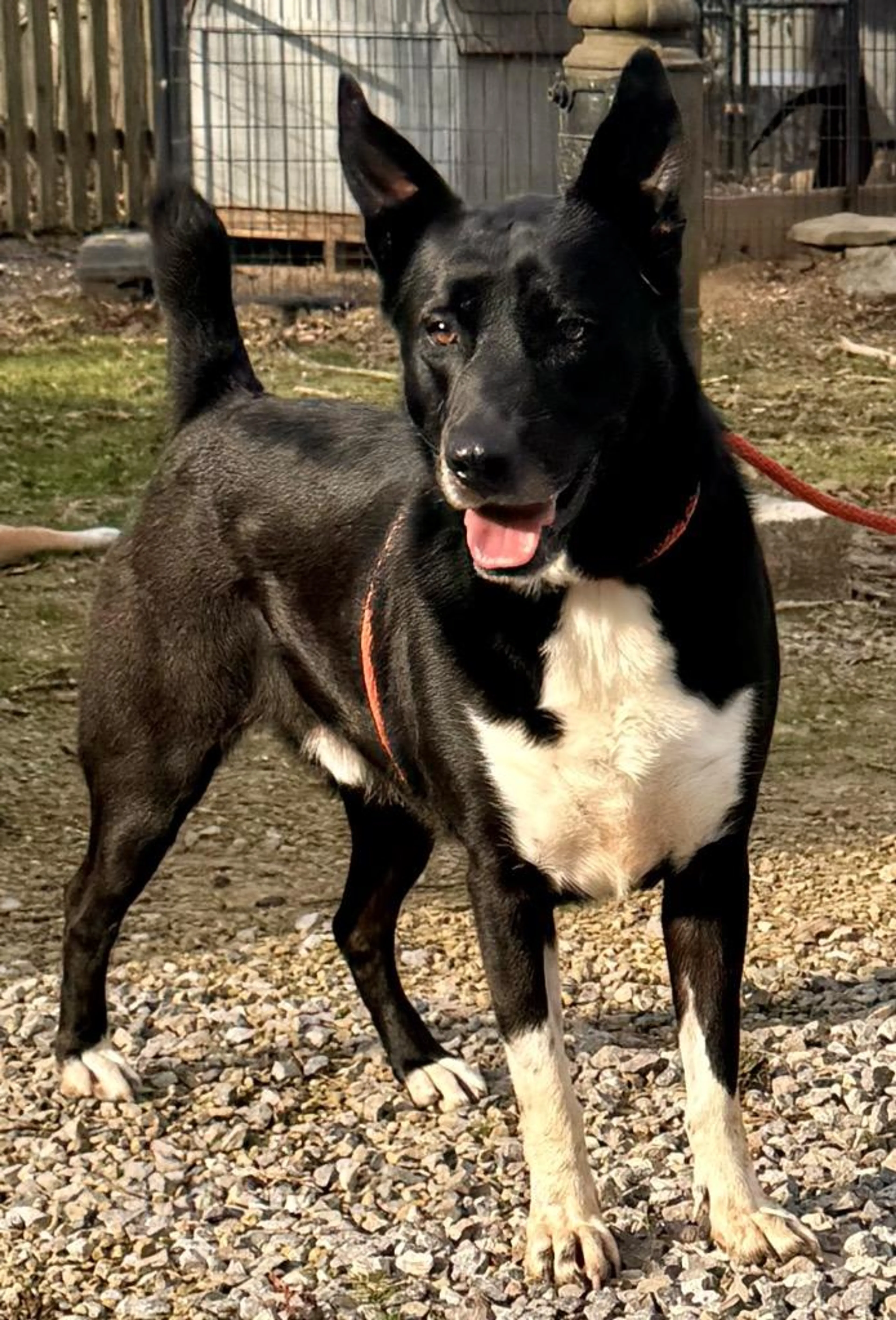 Found pet-1