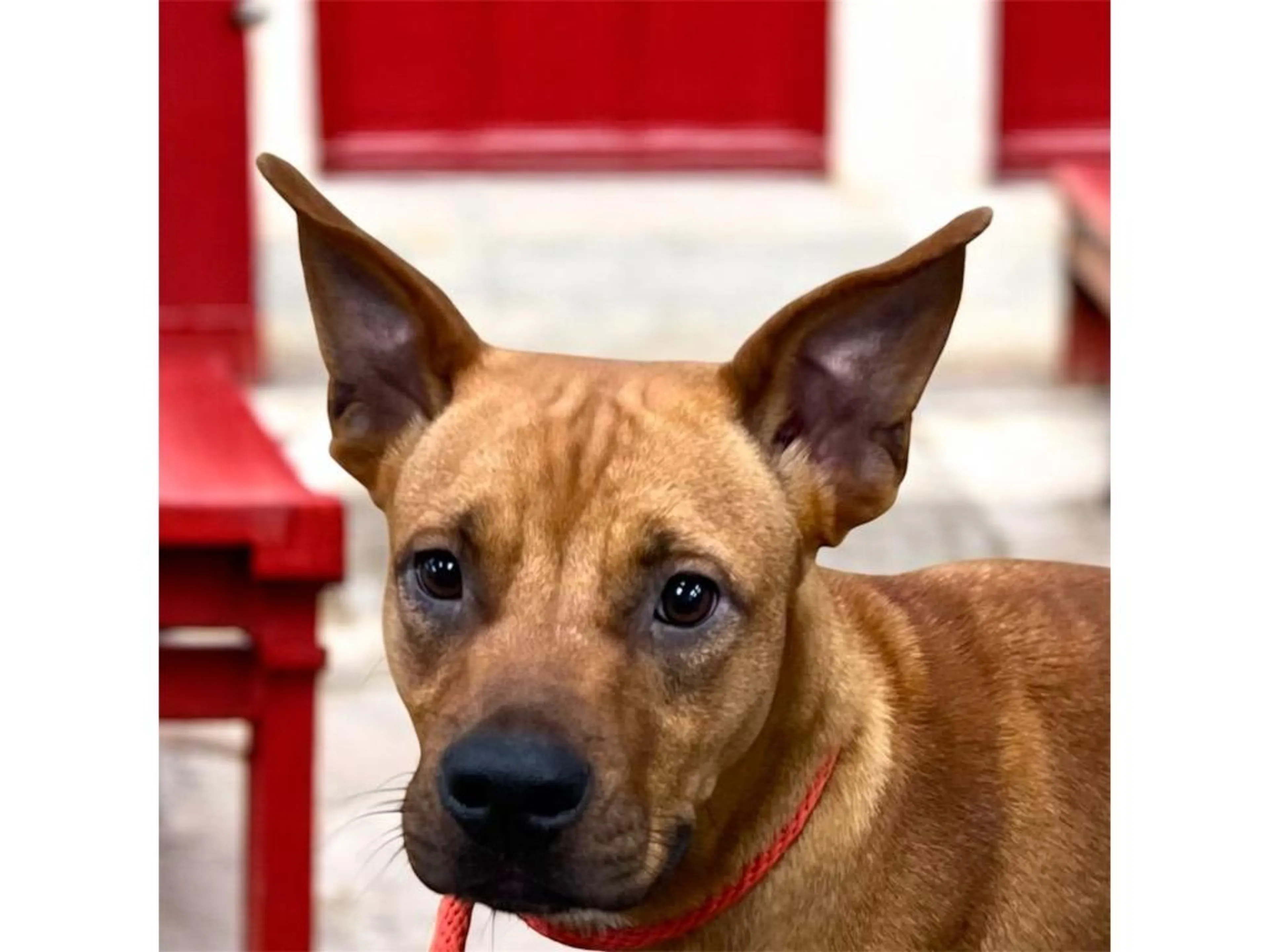 Found pet-4