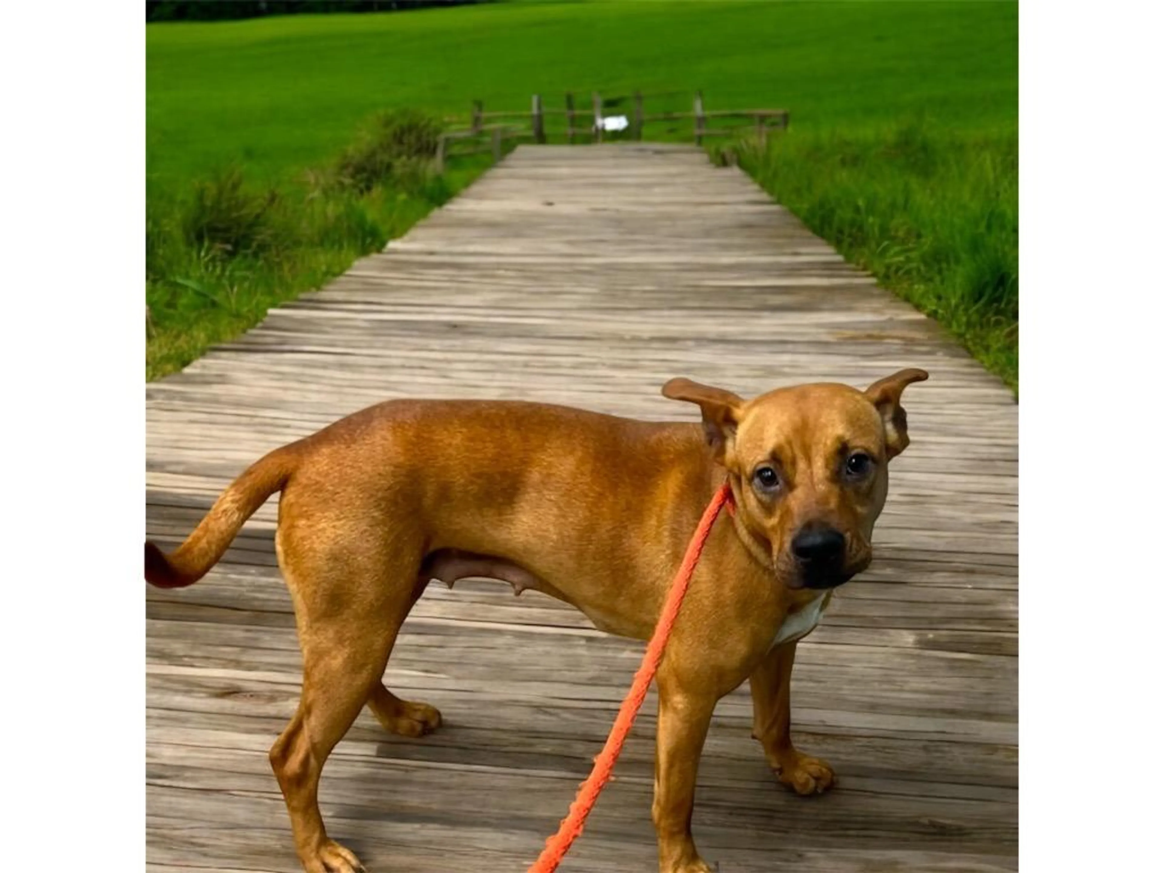 Found pet-2