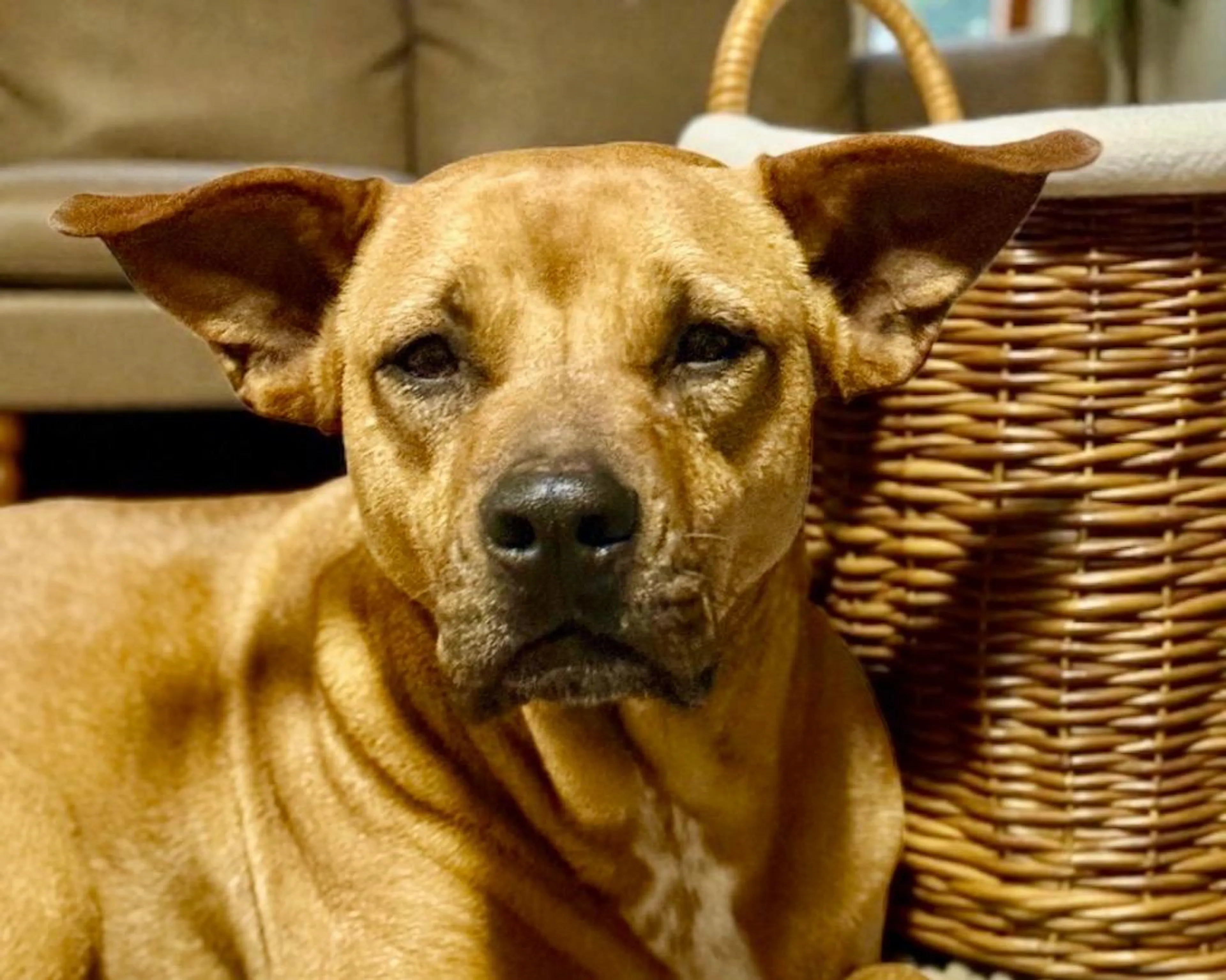 Found pet-5