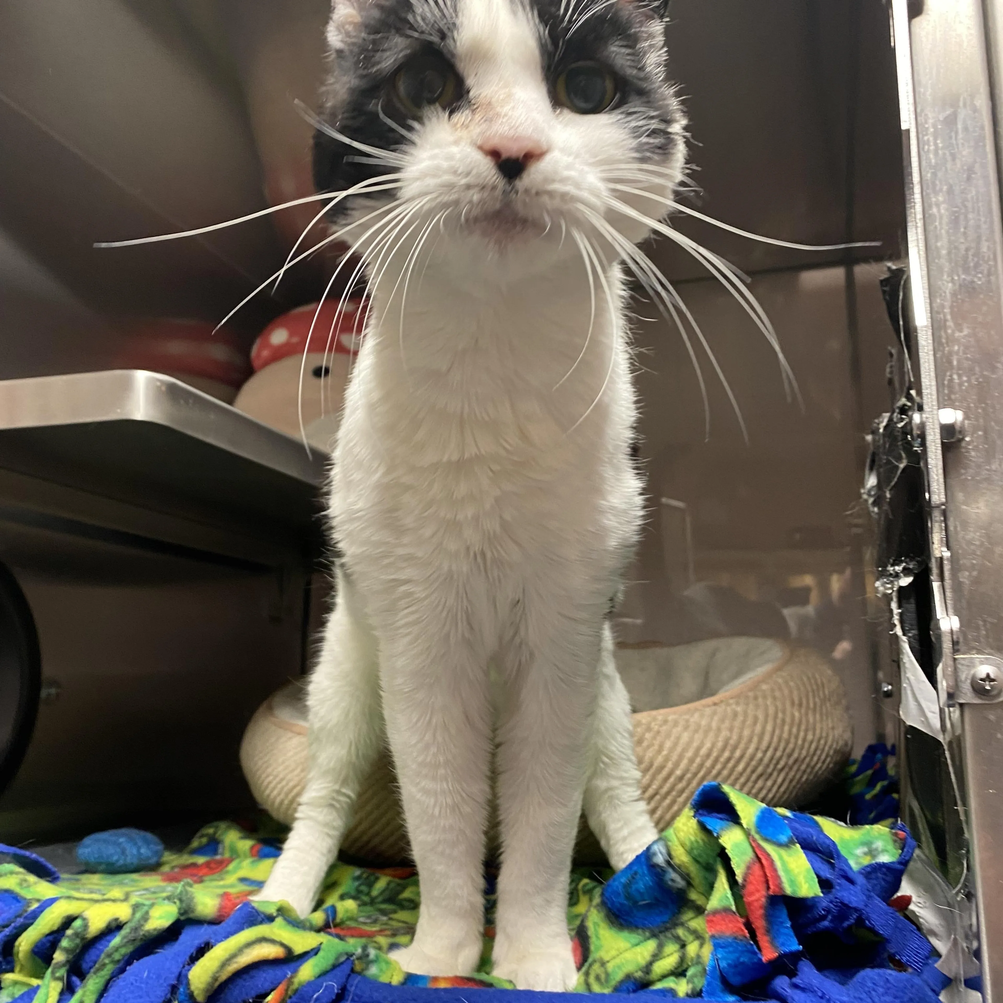 Found pet-2
