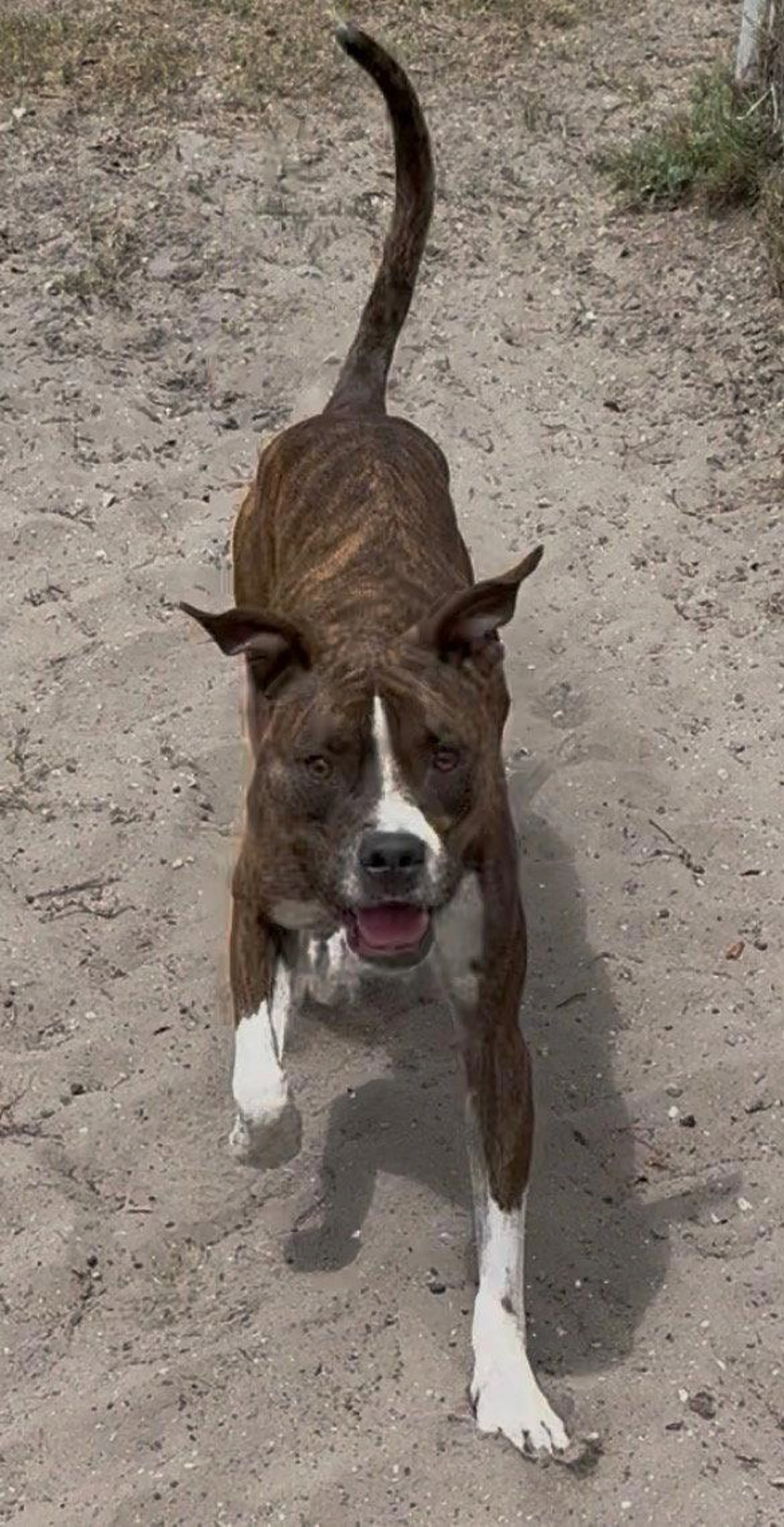 Found pet-2