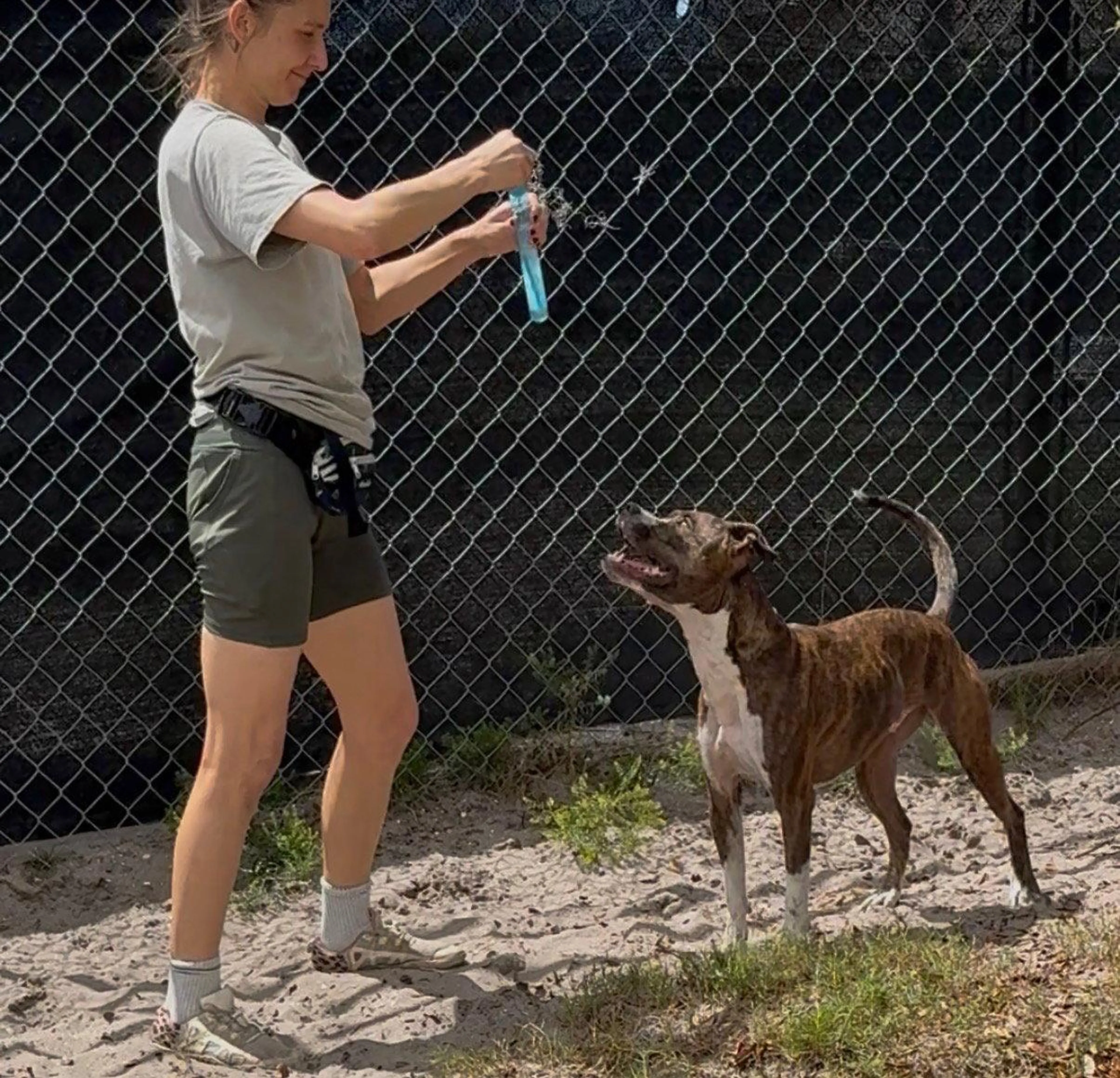 Found pet-1