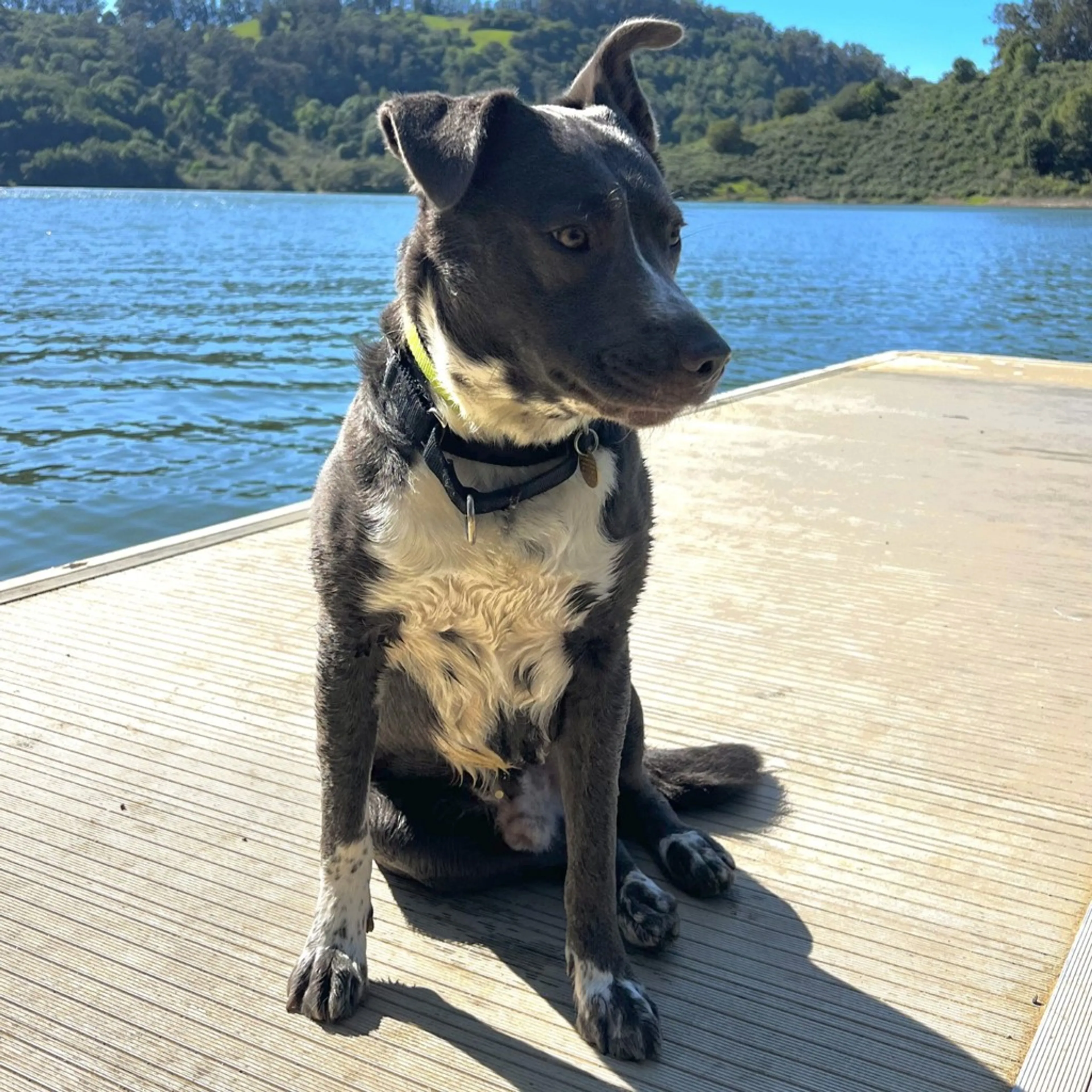 Found pet-1