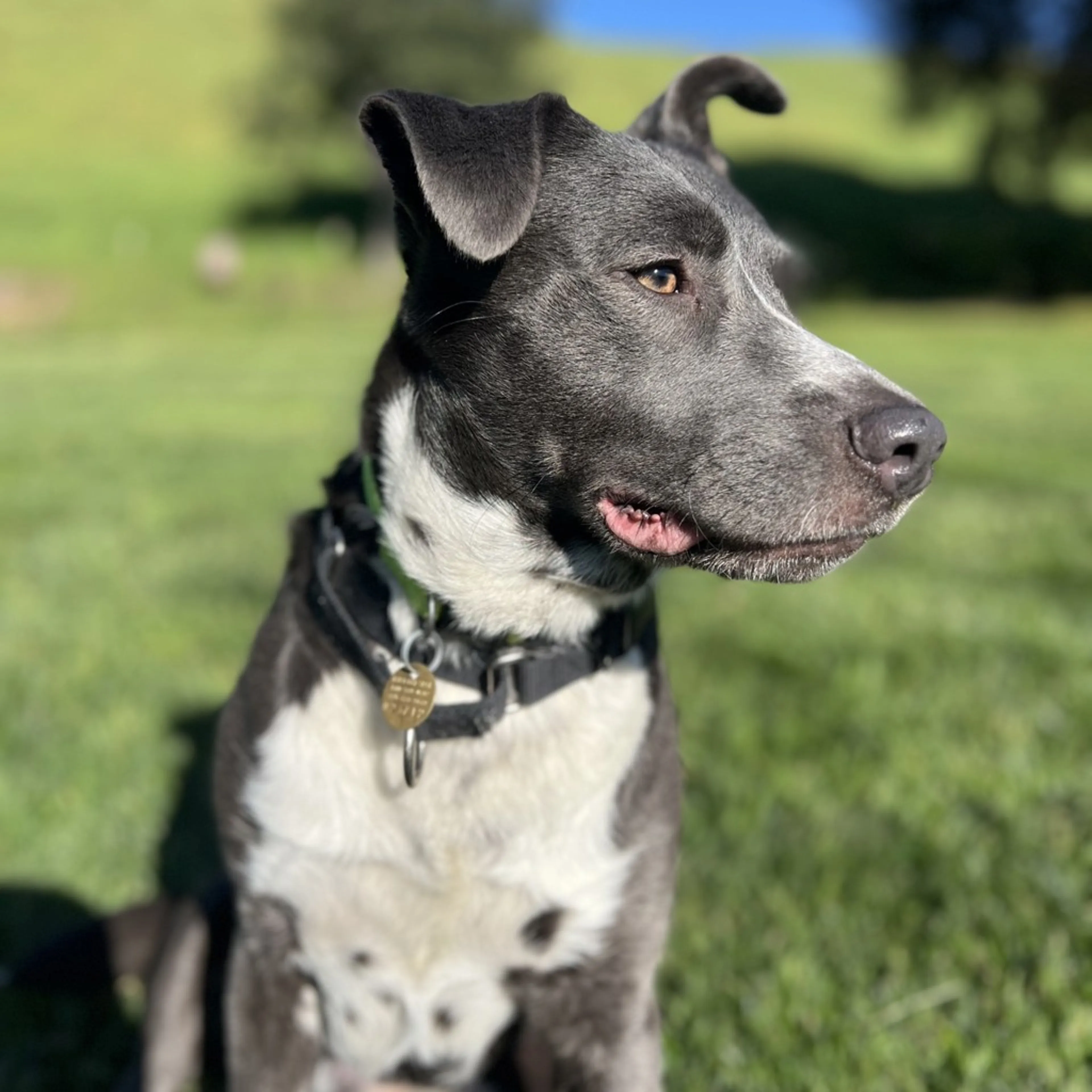 Found pet-2