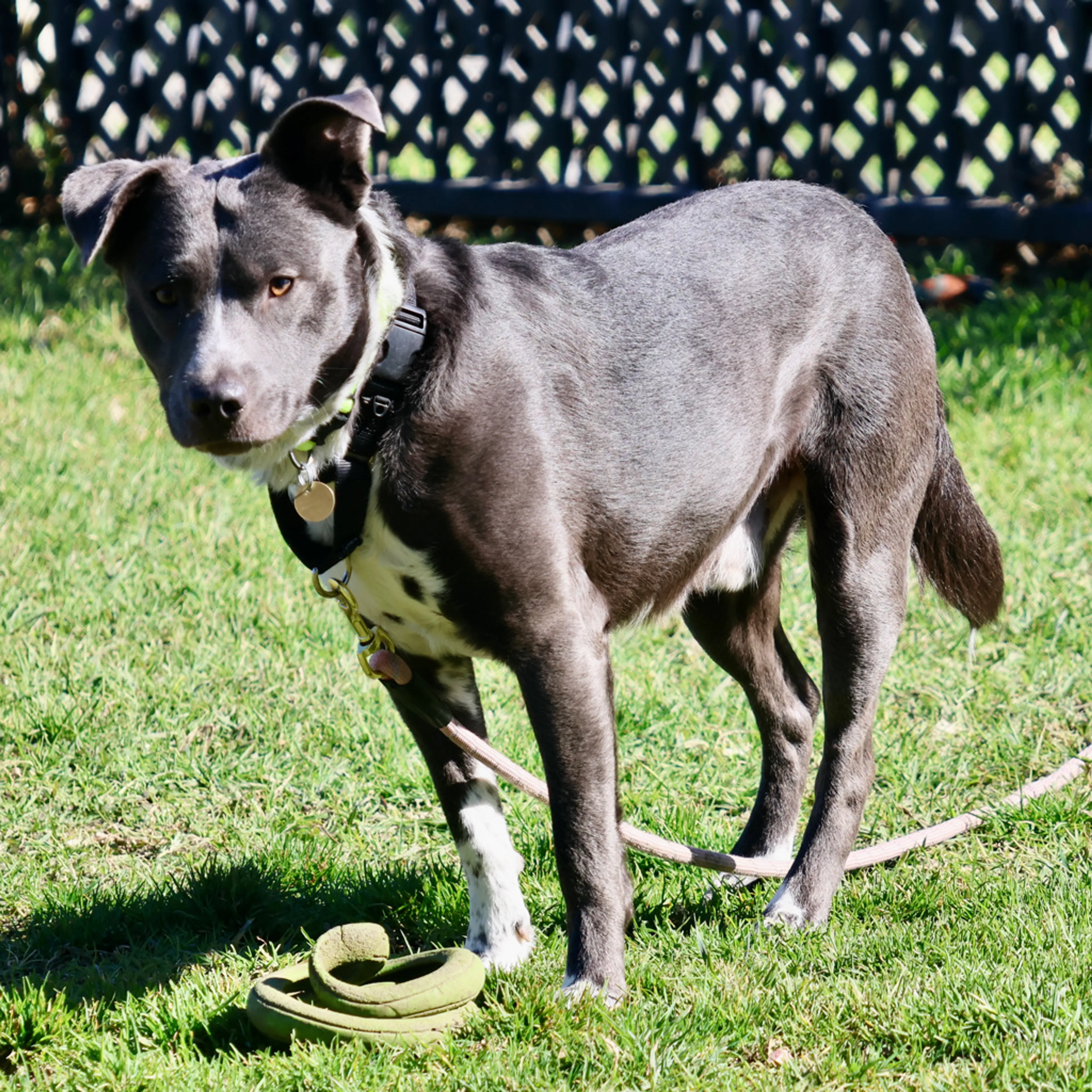 Found pet-4