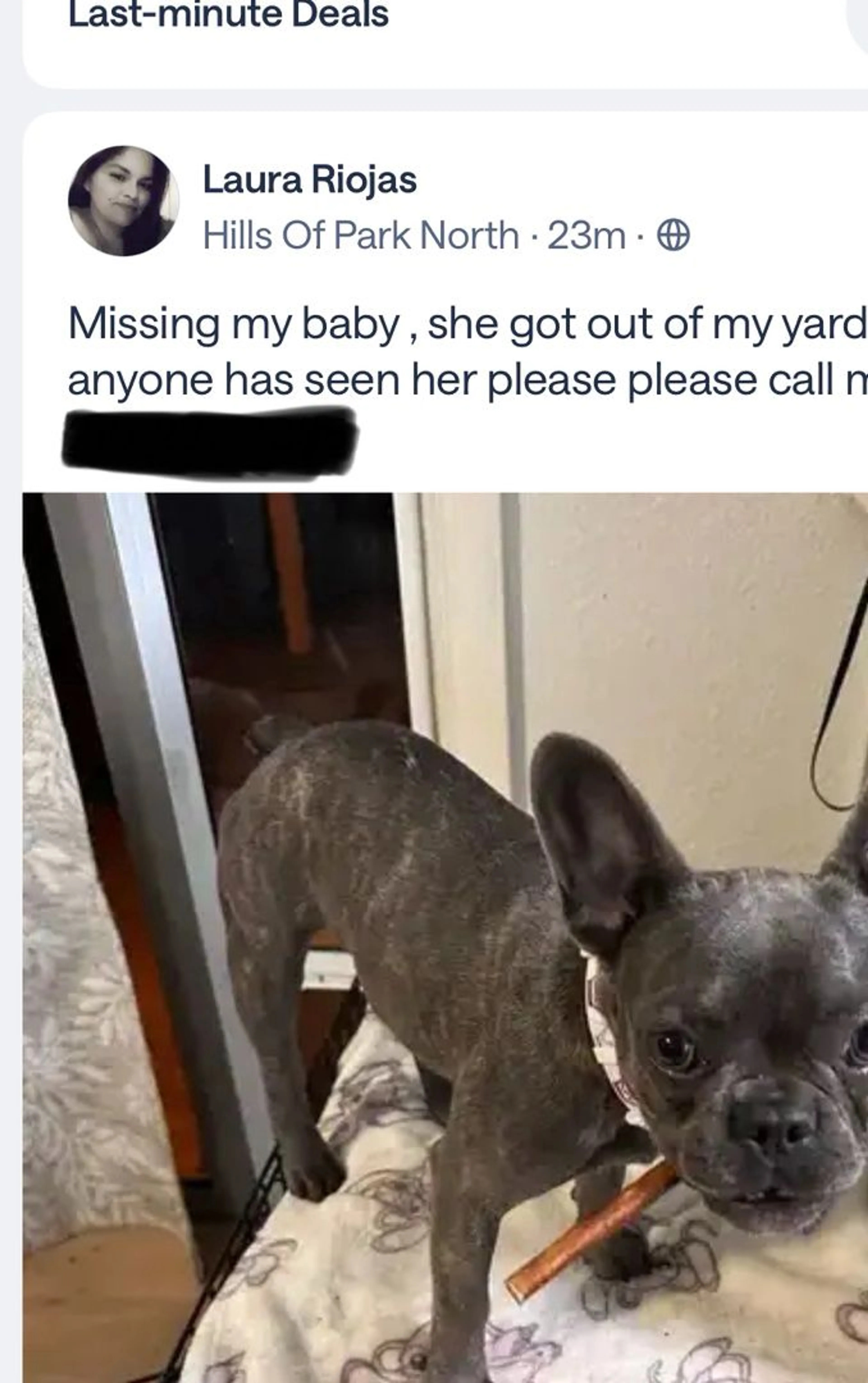 Lost pet