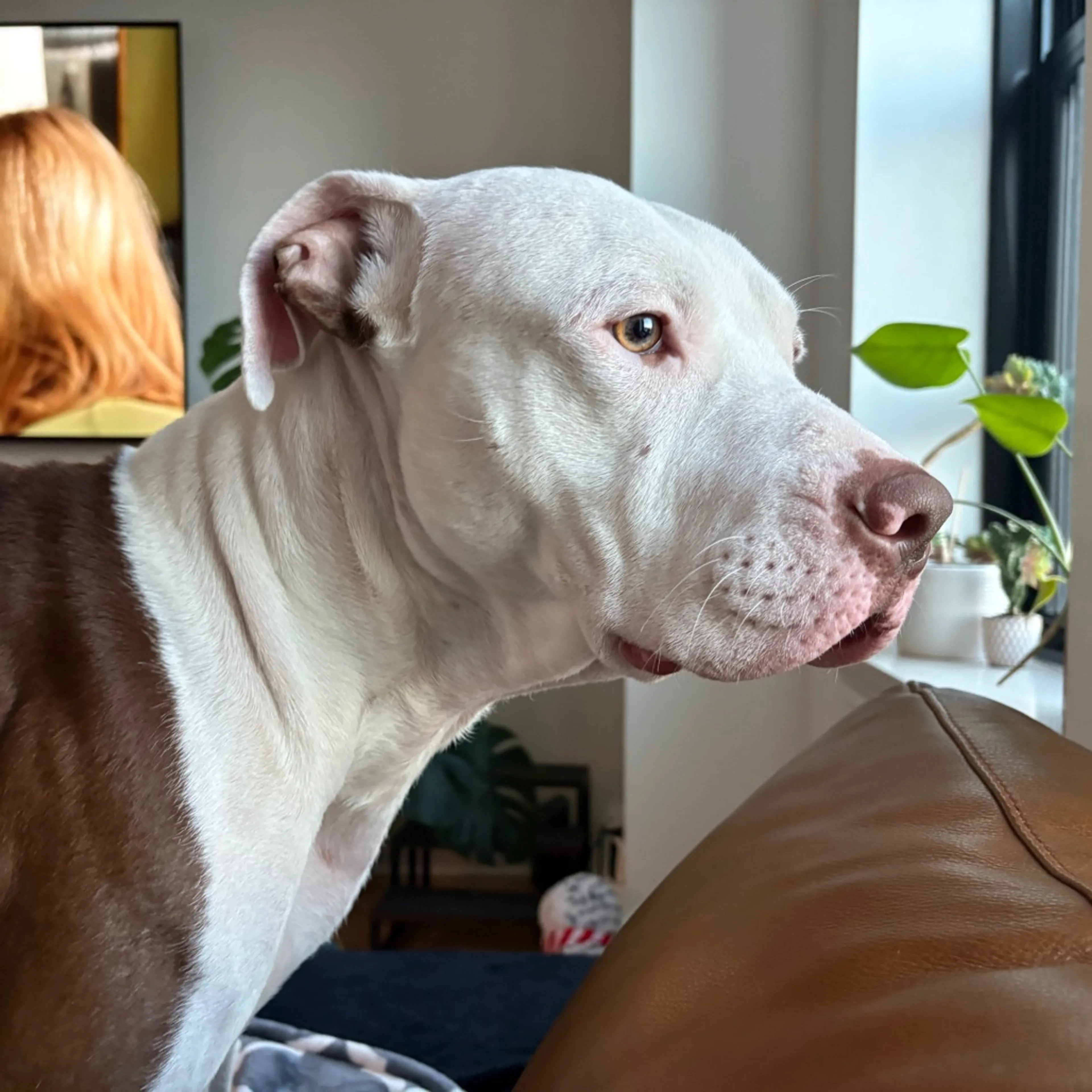 Found pet-13