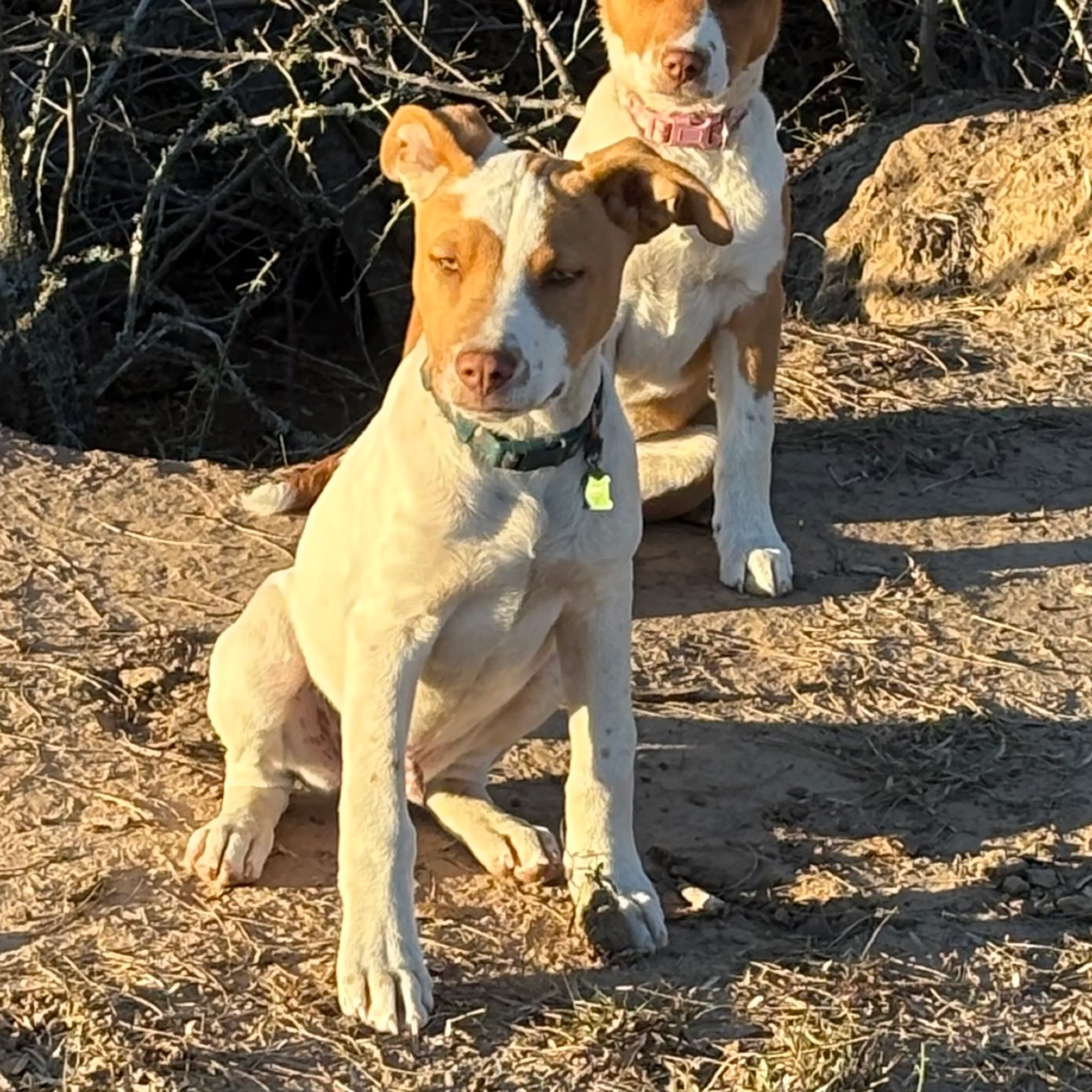 Found pet-18